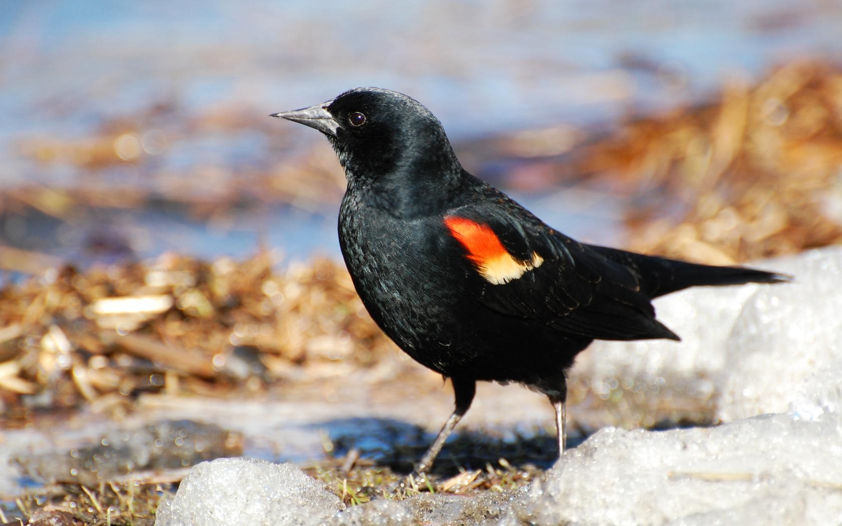 1680x1050 Suzanne Britton Nature Photography: Red Winged Blackbird, Desktop