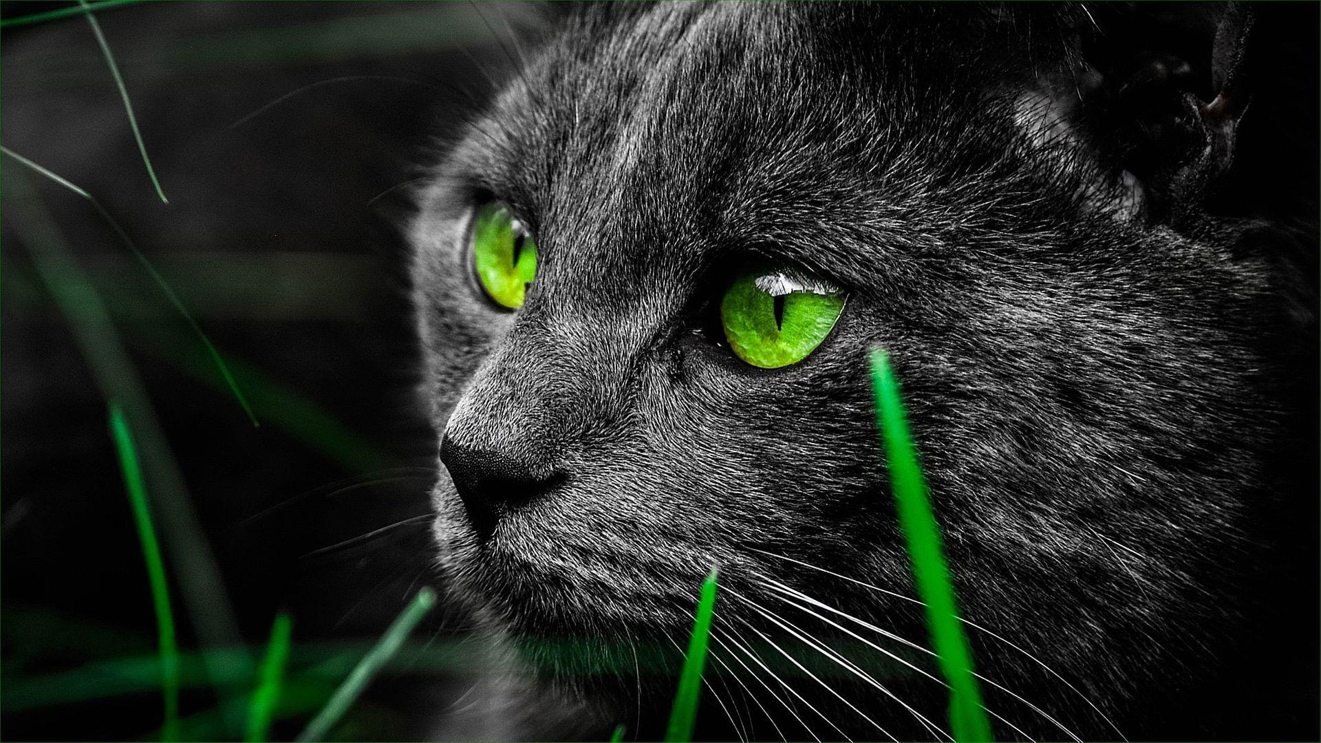 1920x1080 Green Eye Black Cat Wallpaper, Desktop