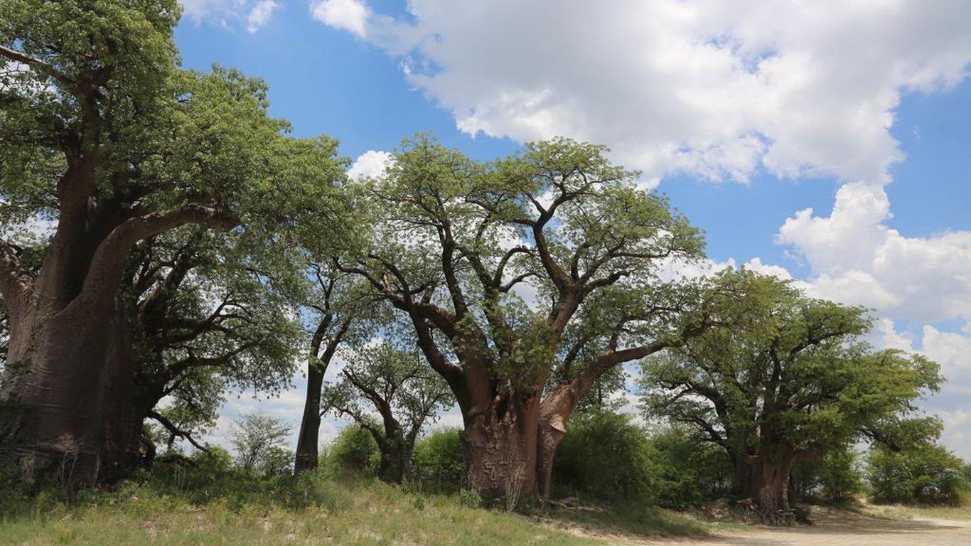 1370x770 Leopard Plains in Maun, Desktop