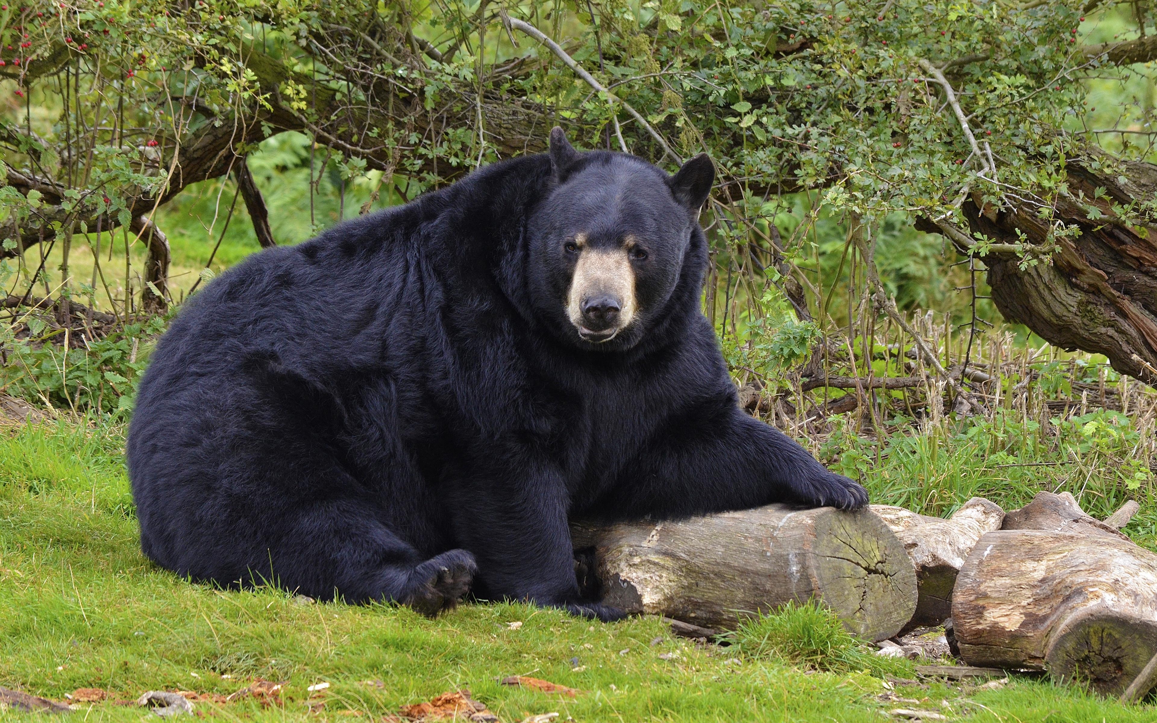 3840x2400 Download wallpaper  bear, black bear, forest 4k, Desktop