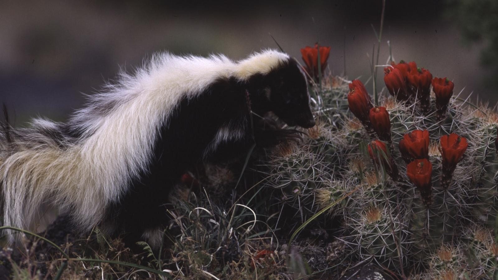 1600x900 Why You Are Smelling Skunks This Week, Desktop