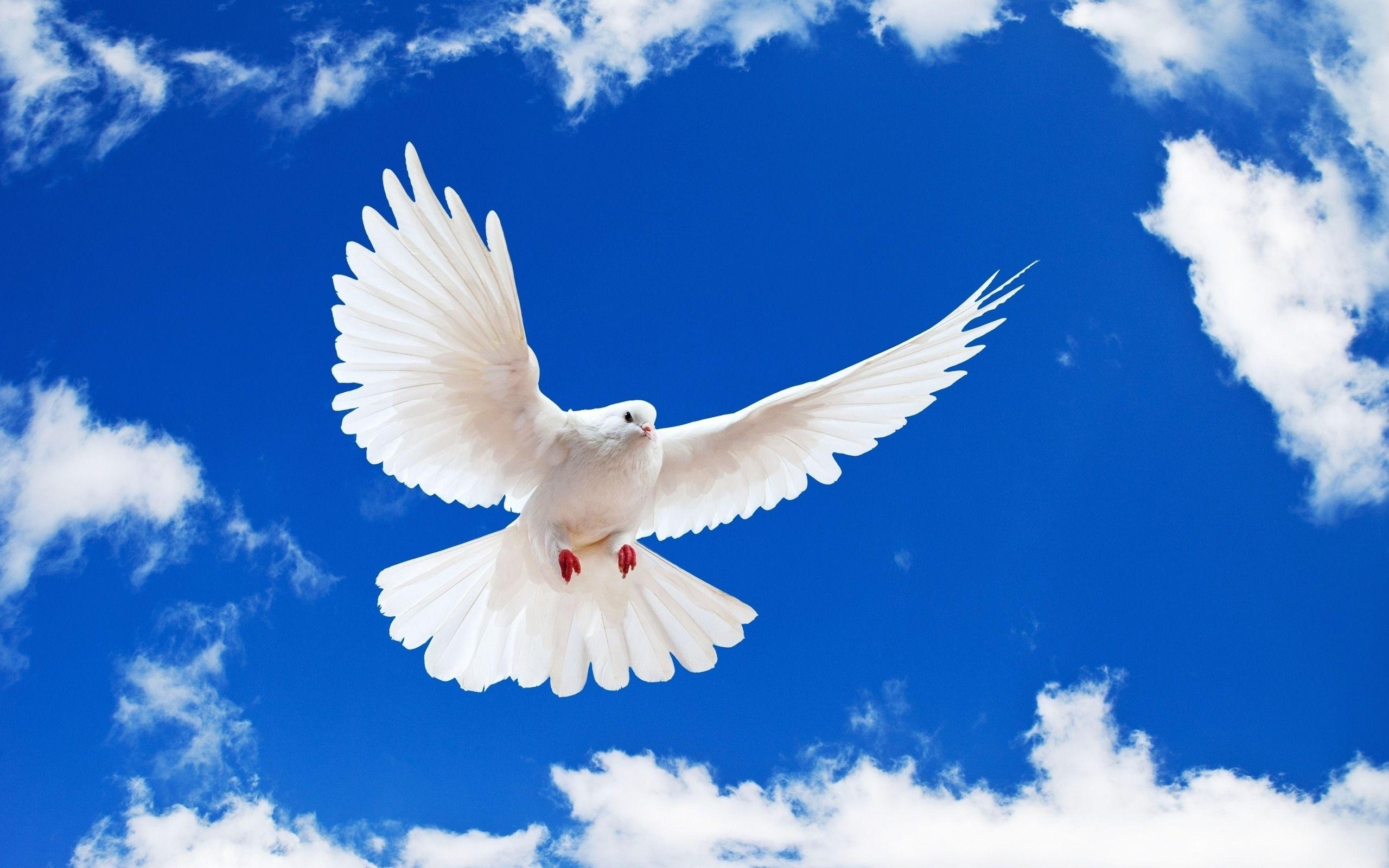 2560x1600 Dove HD Wallpaper and Background Image, Desktop