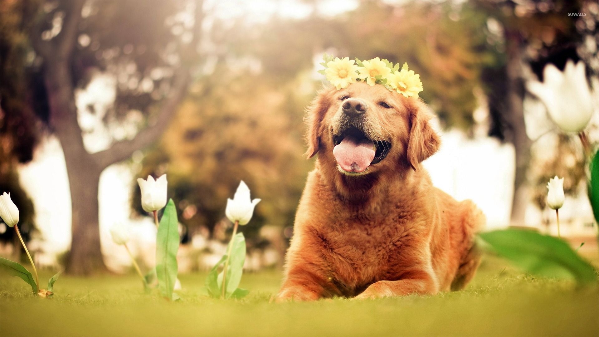 1920x1080 Easter Golden Retriever Wallpaper, Desktop