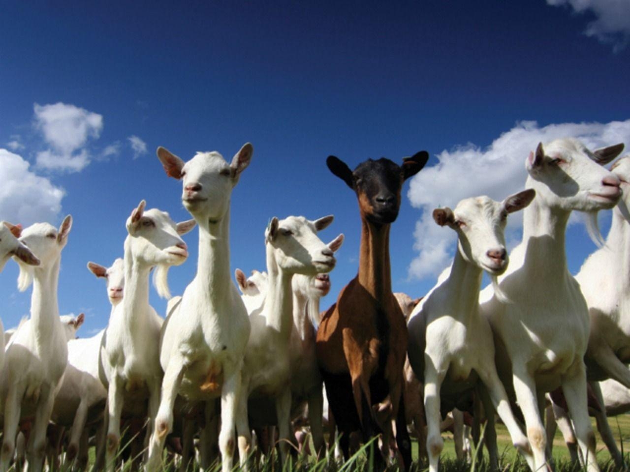 1280x960 Goats wallpaperx960, Desktop