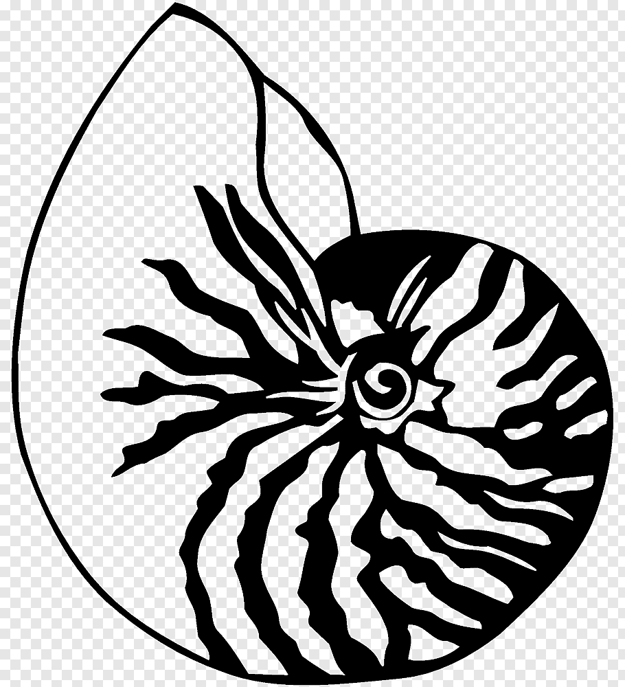 910x1000 Drawing Seashell Chambered nautilus, SEA SHELL PNG, Phone