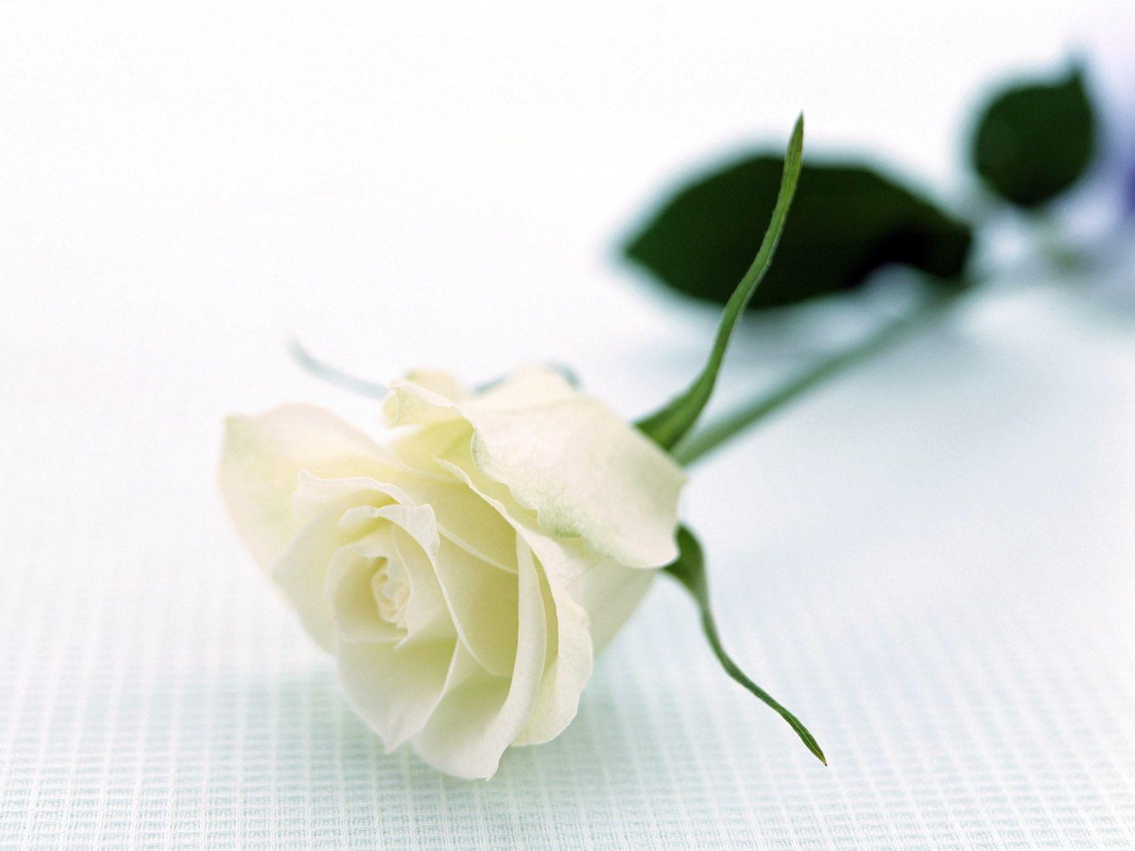 1600x1200 White Rose Wallpaper & Picture, Desktop