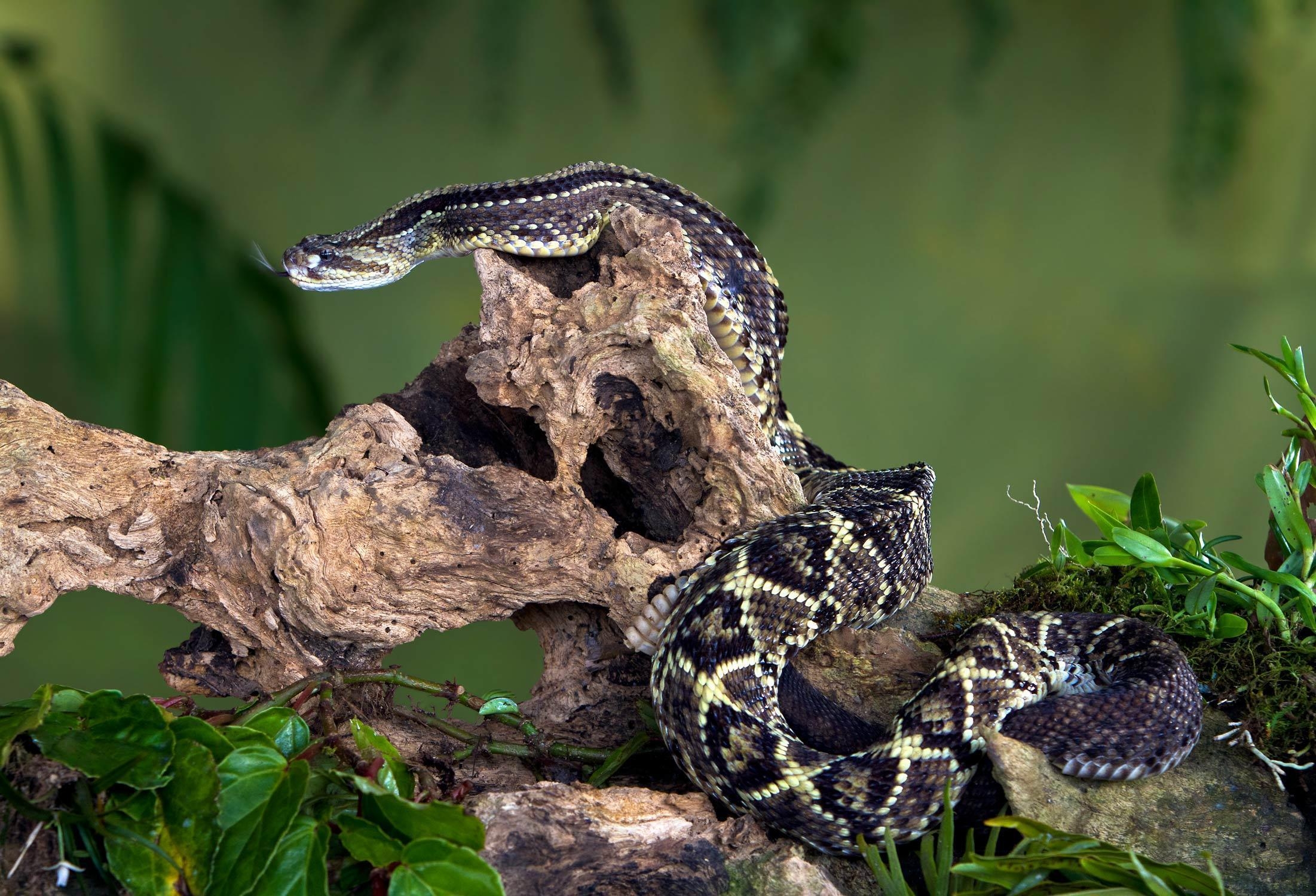 2210x1500 Snake reptile snakes predator rattlesnake o wallpaperx1500, Desktop