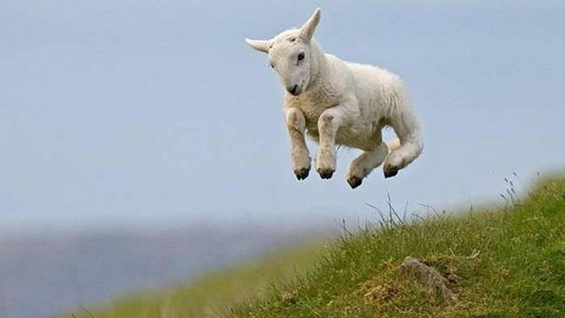 1920x1080 High Jump Cute Lamb #Wallpaper, Desktop