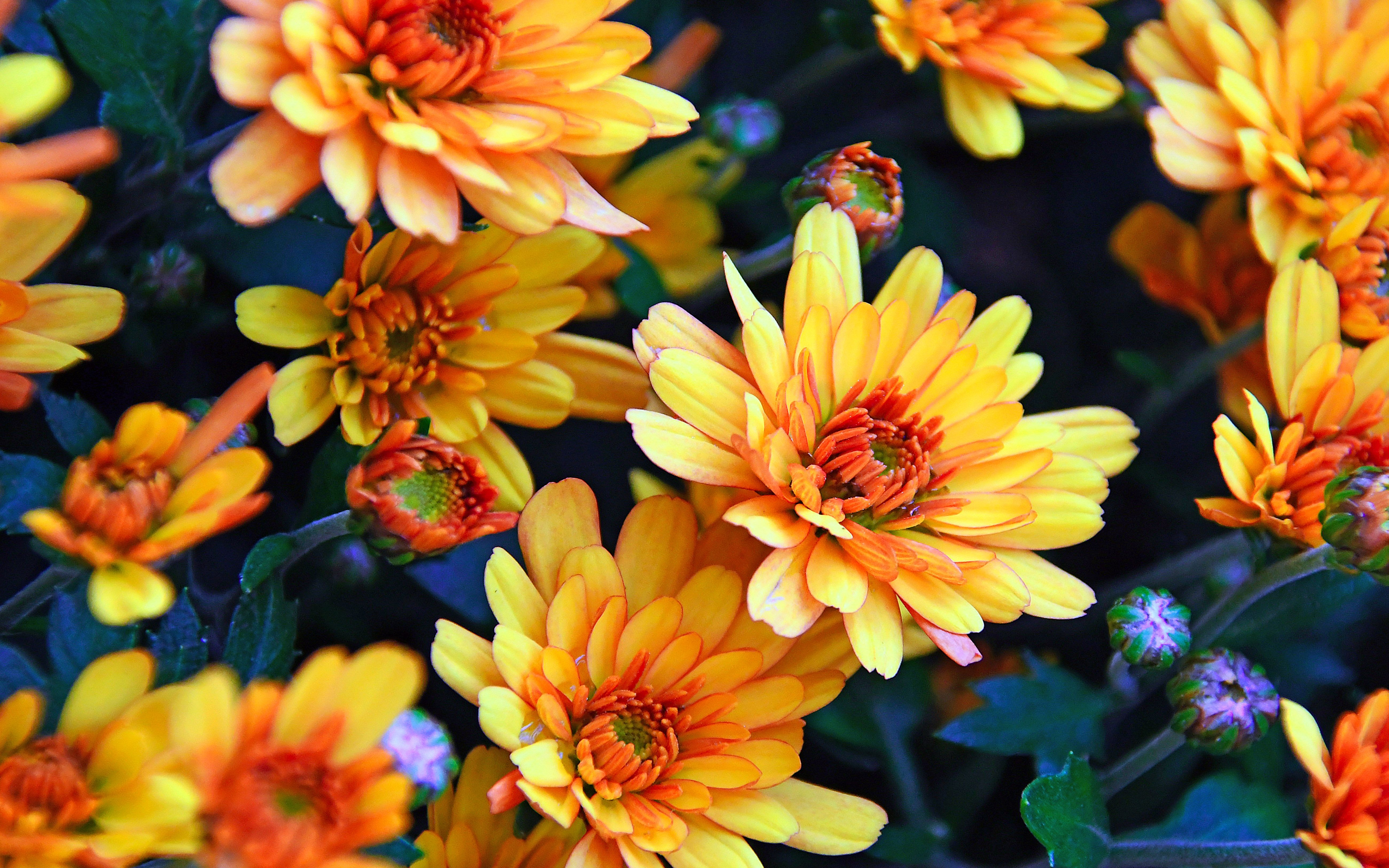 5200x3250 Chrysanthemums oranges Autumn Flowers 4к Ultra HD Wallpaper For Desktop Mobile Phones And Lapx3250, Wallpaper13.com, Desktop