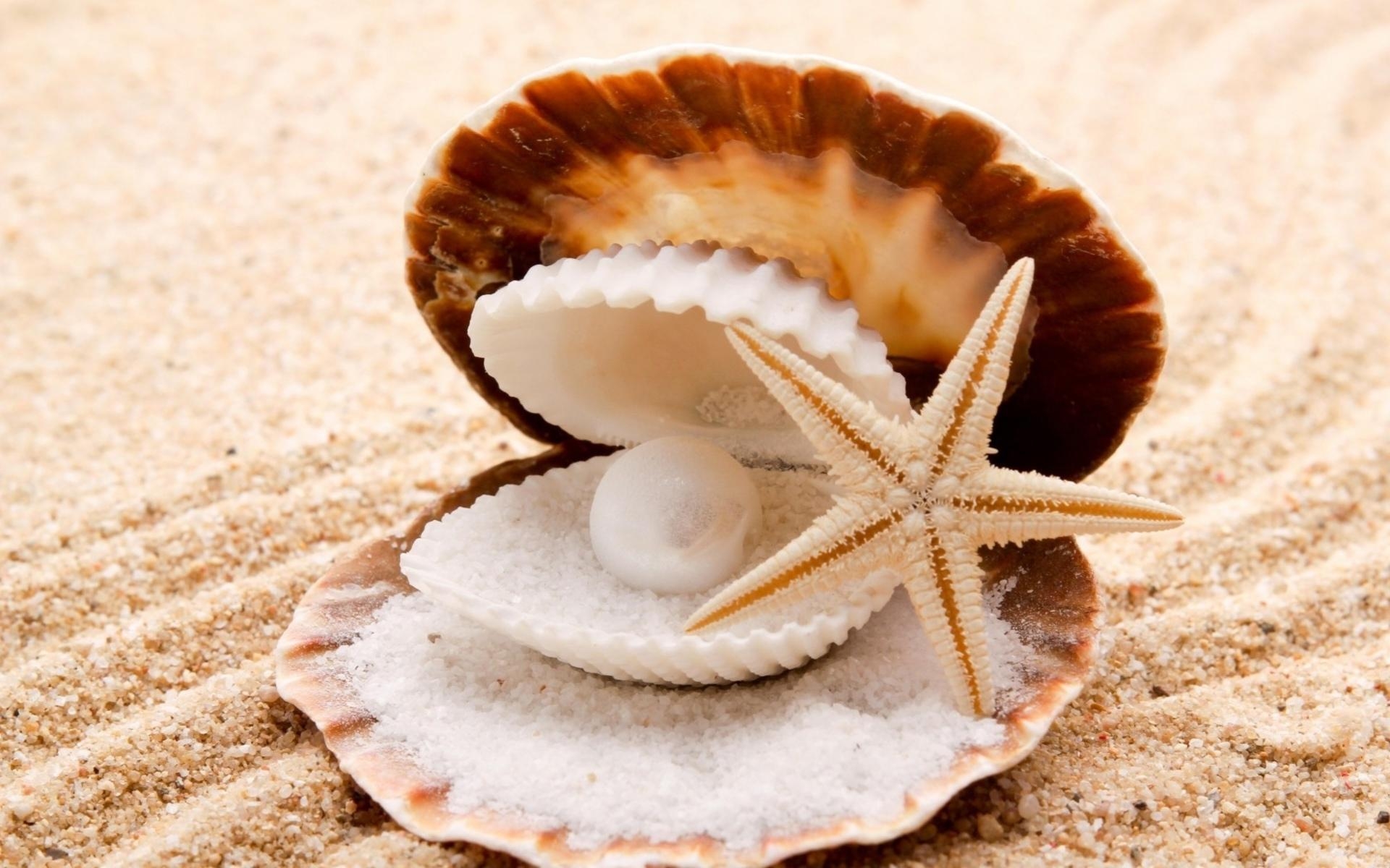 1920x1200 seashells starfish pearl sand beaches shell clam free, Desktop