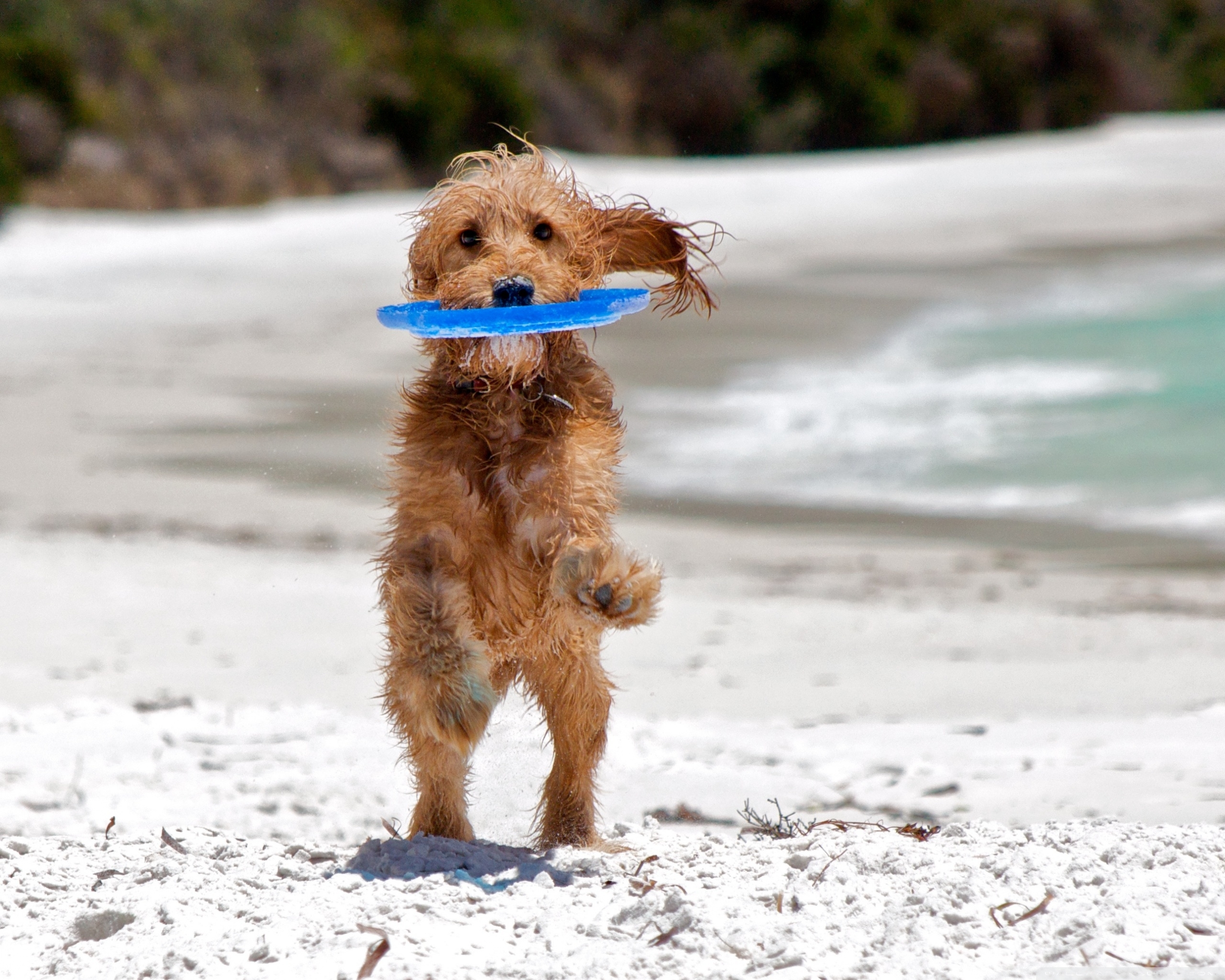 2560x2050 Catching The Frisbee ❤ 4K HD Desktop Wallpaper for 4K Ultra HD TV, Desktop