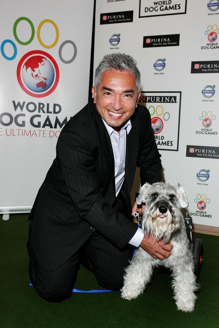 750x1130 Cesar Millan image Cesar HD wallpaper and background photo, Phone