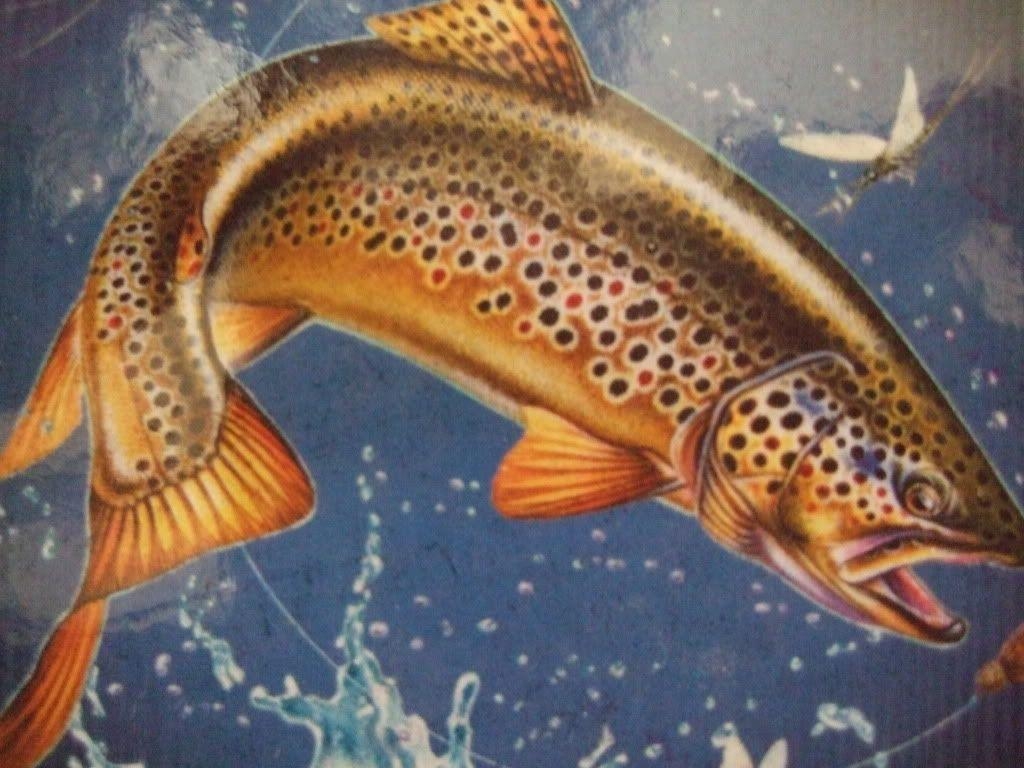 1030x770 Brown Trout Outline, Desktop