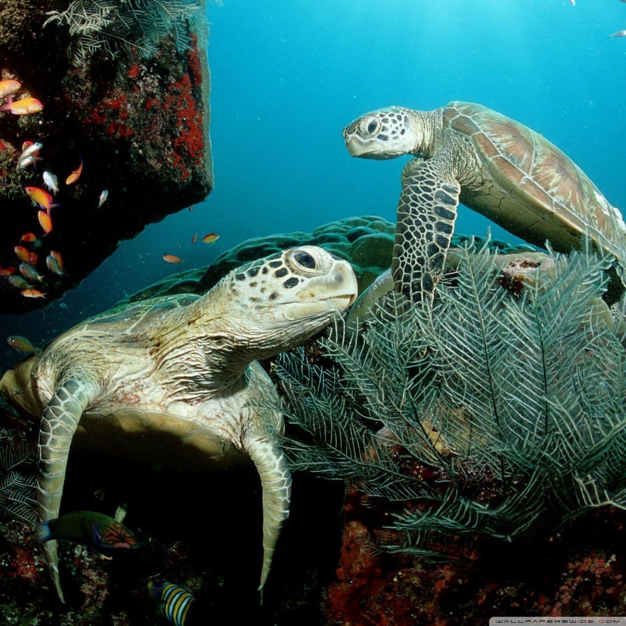 1280x1280 Two Green Sea Turtle HD desktop wallpaper, Widescreen, Phone