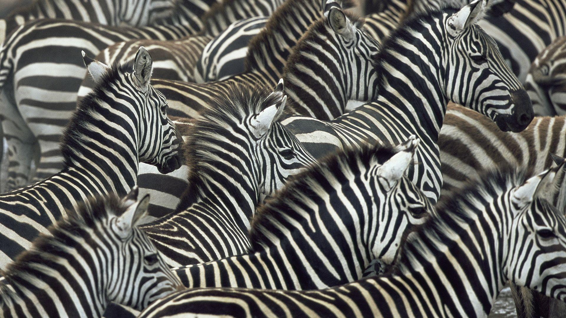 1920x1080 Zebra Wallpaper HD, Desktop