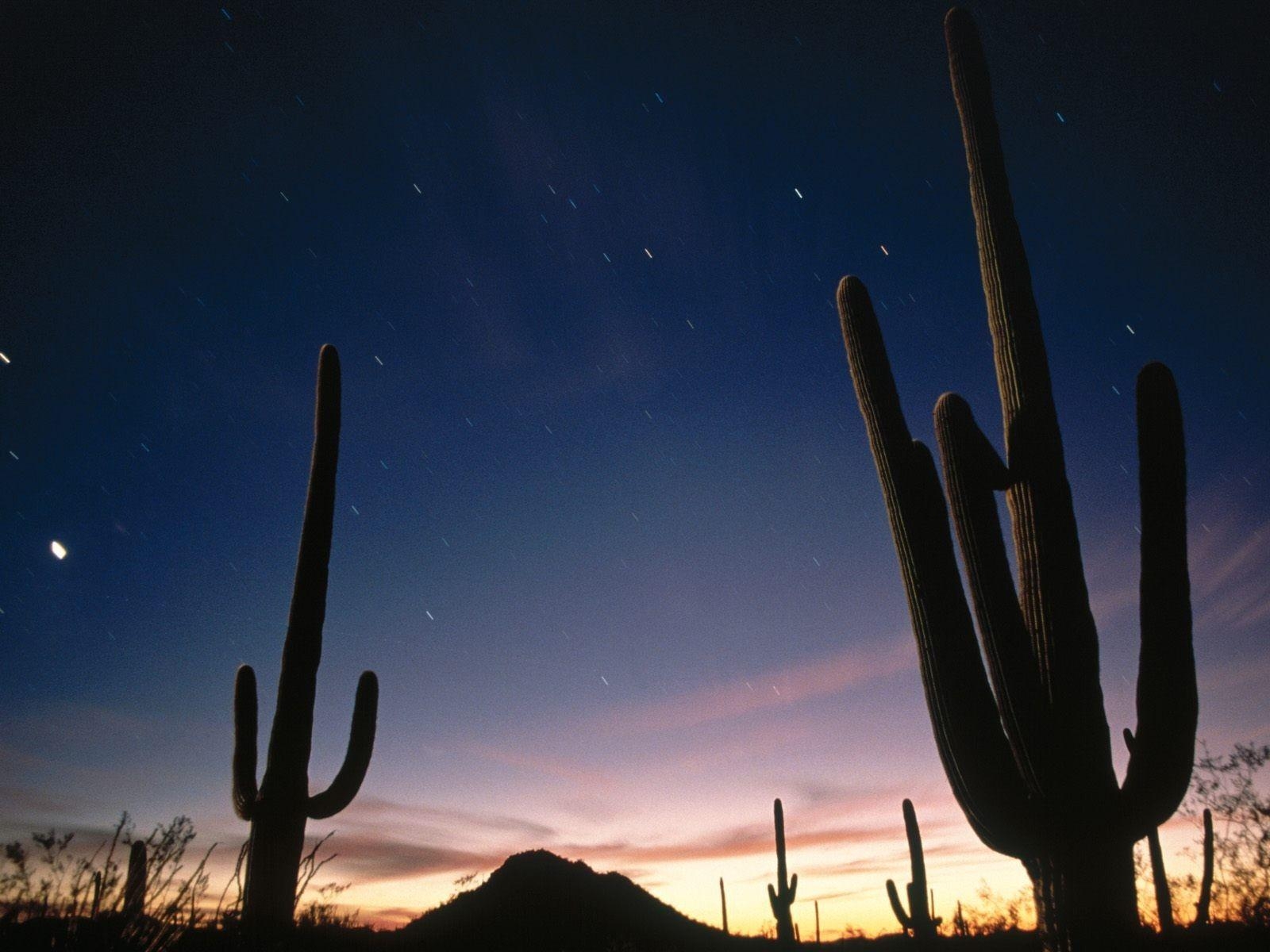 1600x1200 Deserts: Saguaro National Park Star Trails Arizona Saguraro, Desktop