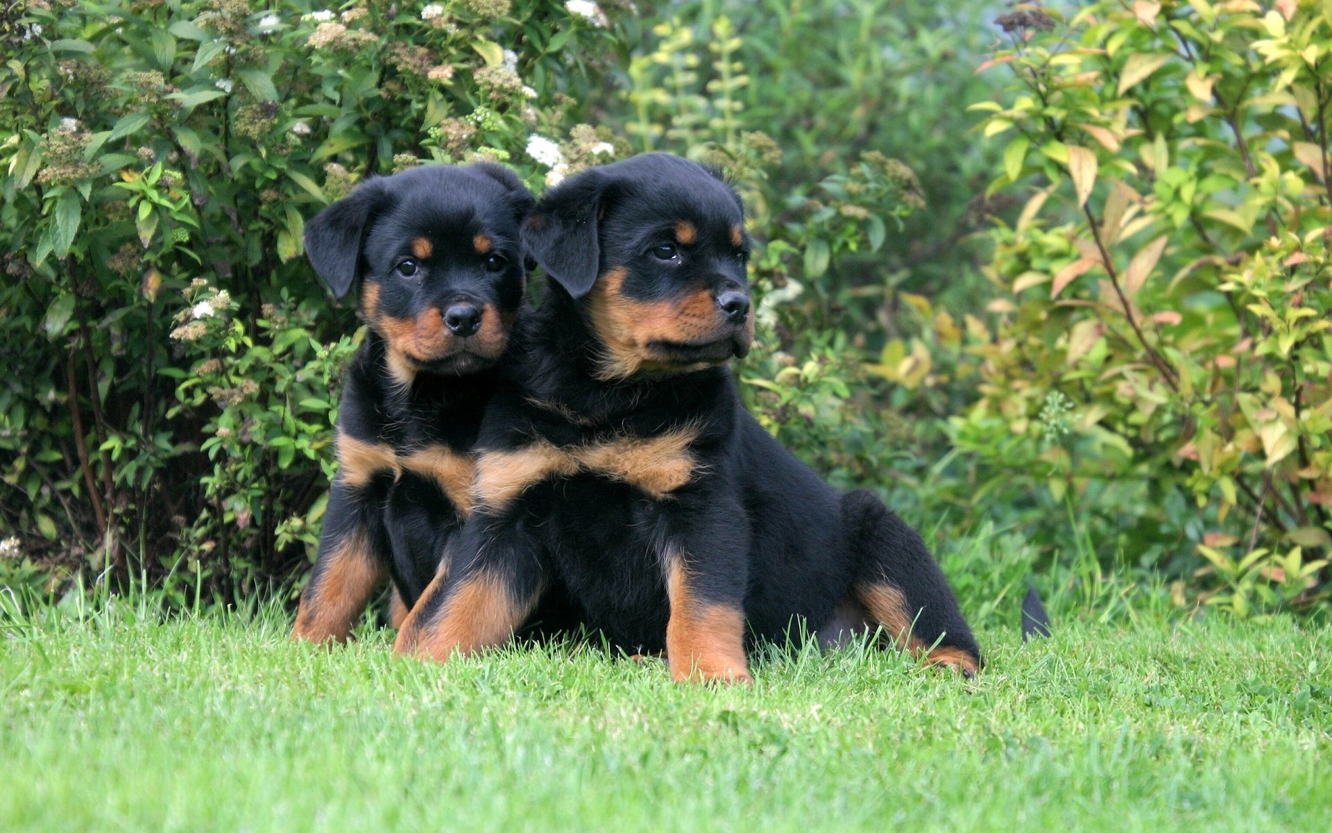 1920x1200 Rottweiler Puppies Wallpaper, Desktop