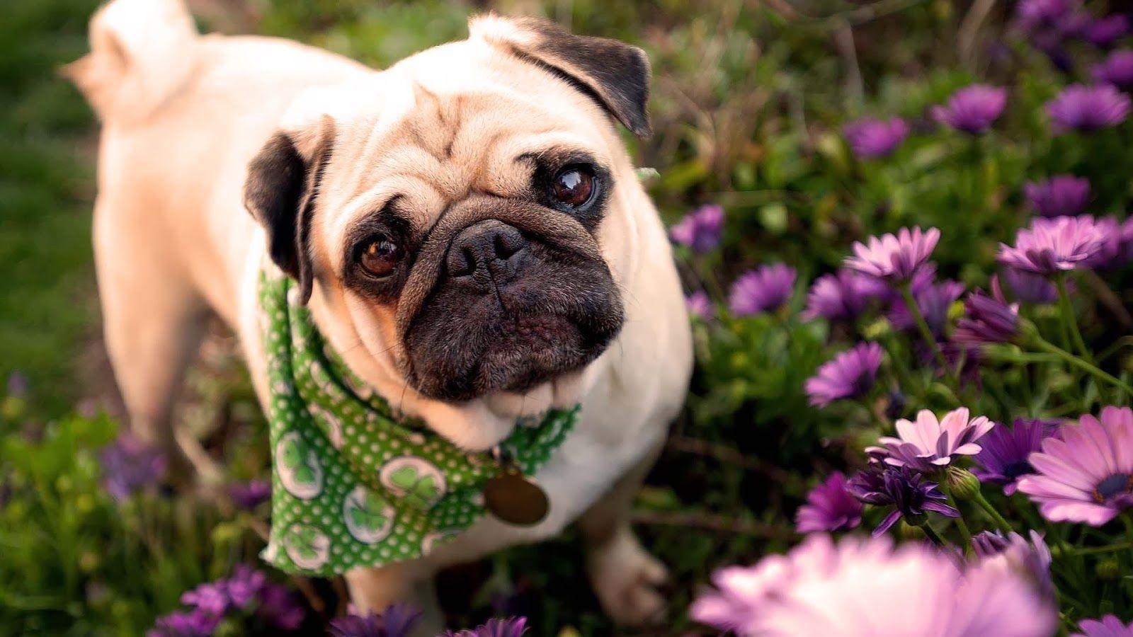 1600x900 Cute Pug Puppies Wallpaper image. Free HD Wallpaper, Desktop