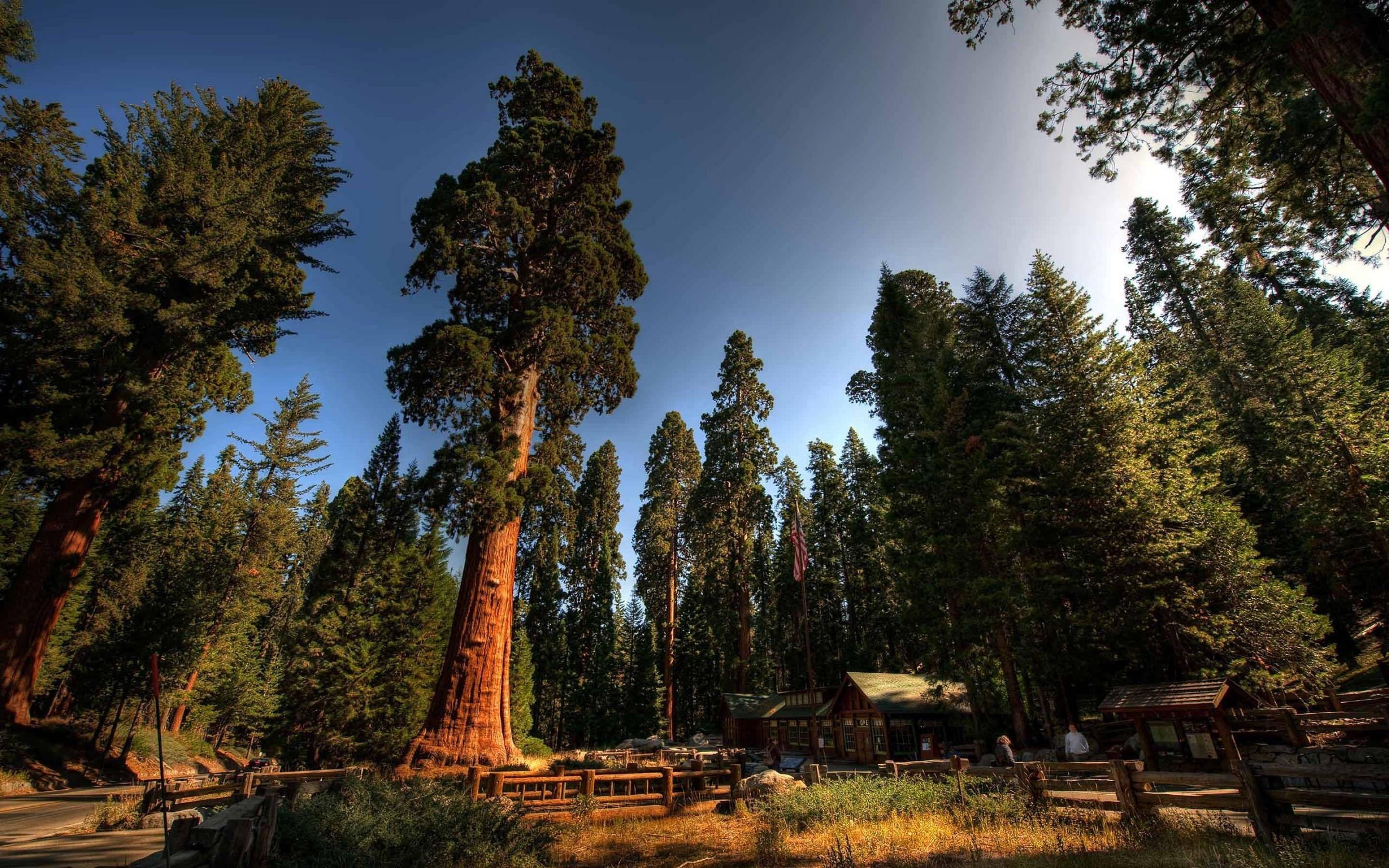 2880x1800 Sequoia National Park Wallpaper, Top Ranked Sequoia National, Desktop