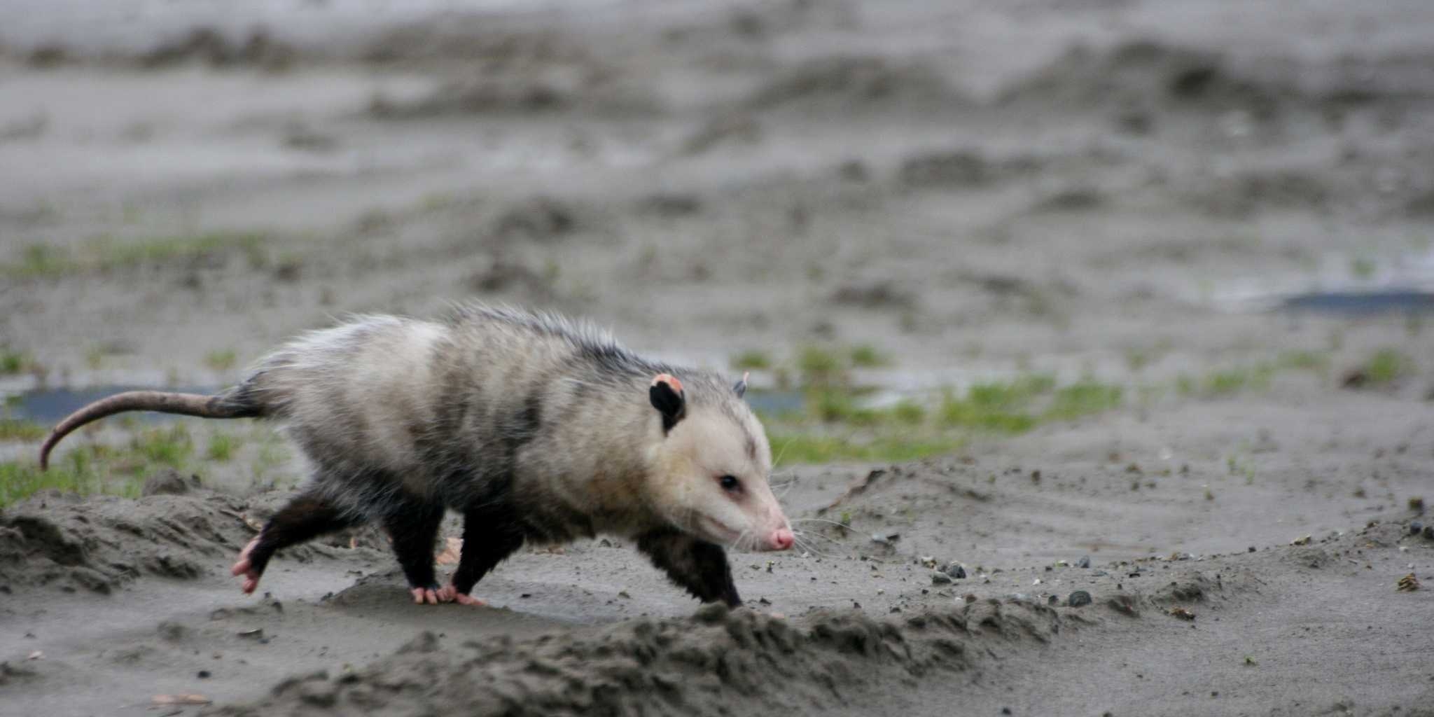 2050x1030 Wallpaper For Everything You Need To Know About Day Opossum Picture, Desktop