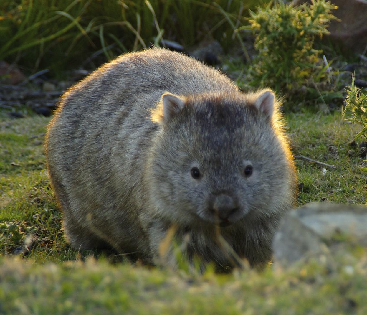 1250x1070 Wombat Wallpaper High Quality, Desktop