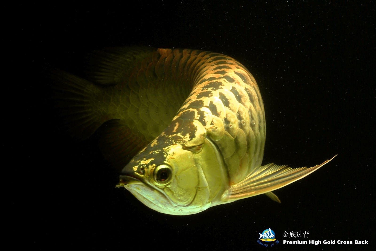 1600x1070 Arowana Wallpaper Arowana HD Wallpaper & Background Download, Desktop