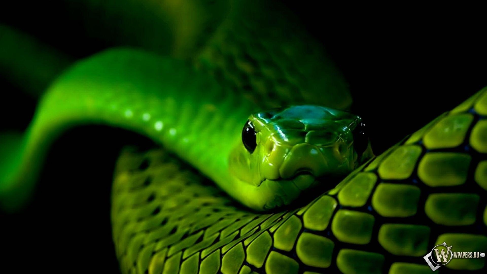 1920x1080 Wallpaper Neon Snake D HD 1680x1050 #neon snake, Desktop