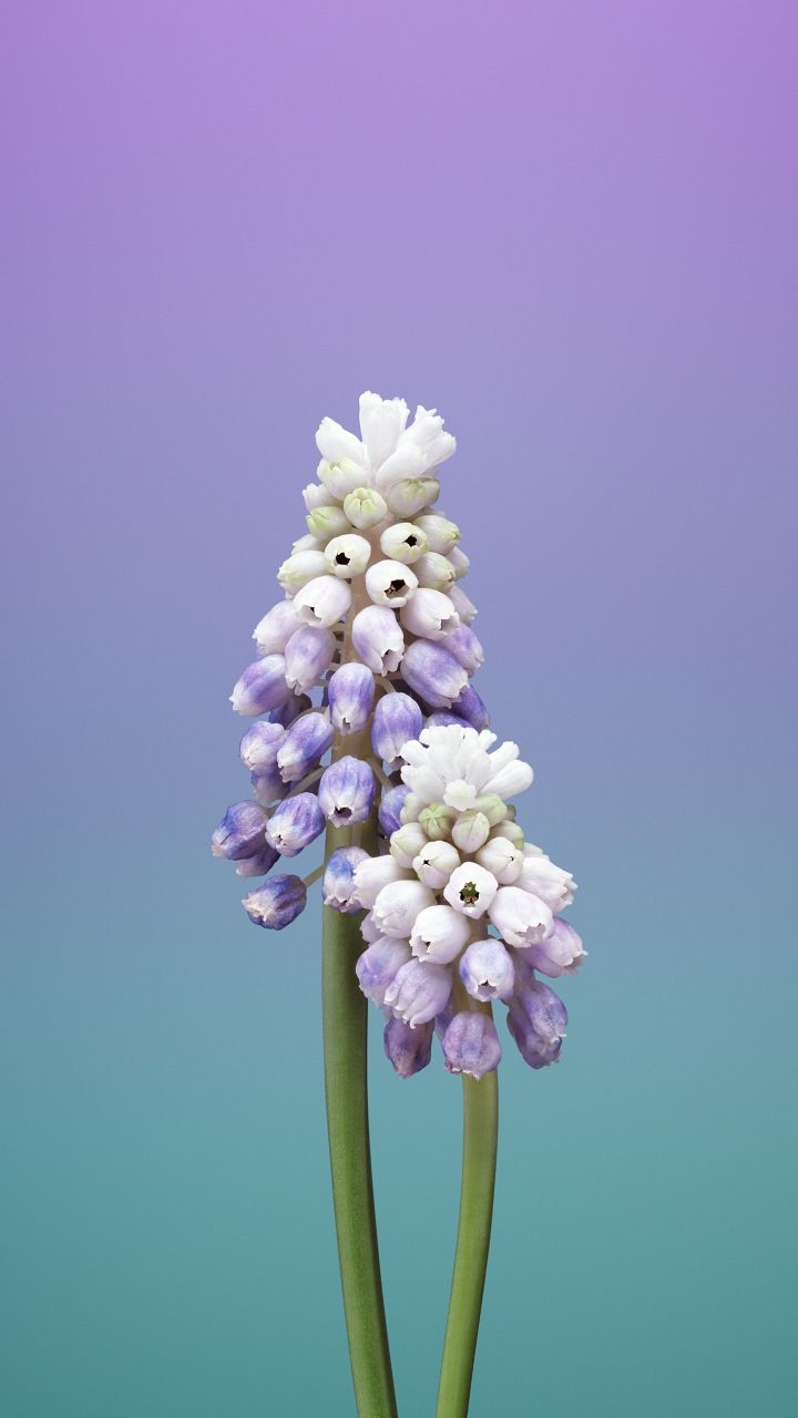 720x1280 ios stock, flower, muscari, gradient, minimal,  wallpaper. Flower iphone wallpaper, Apple illustration, Original iphone wallpaper, Phone