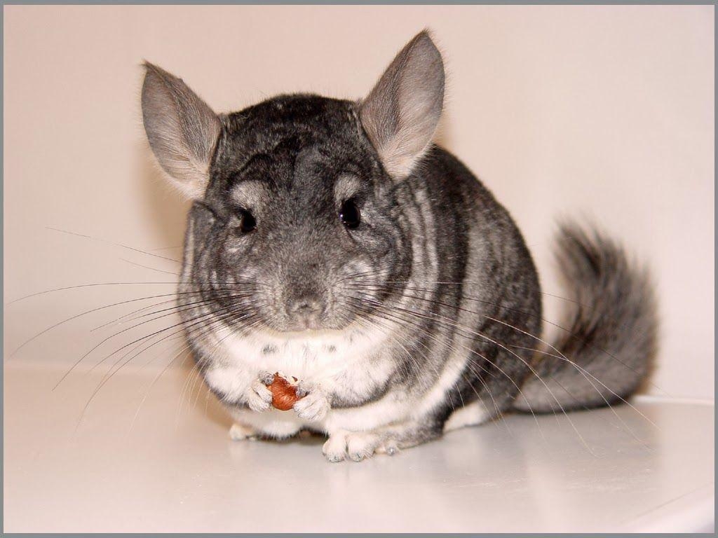 1030x770 Chinchilla Animals. Interesting Facts & Latest Picture. All, Desktop