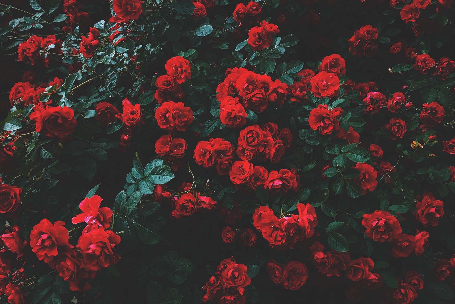 1730x1160 Floral iPhone Wallpaper Archives, Desktop