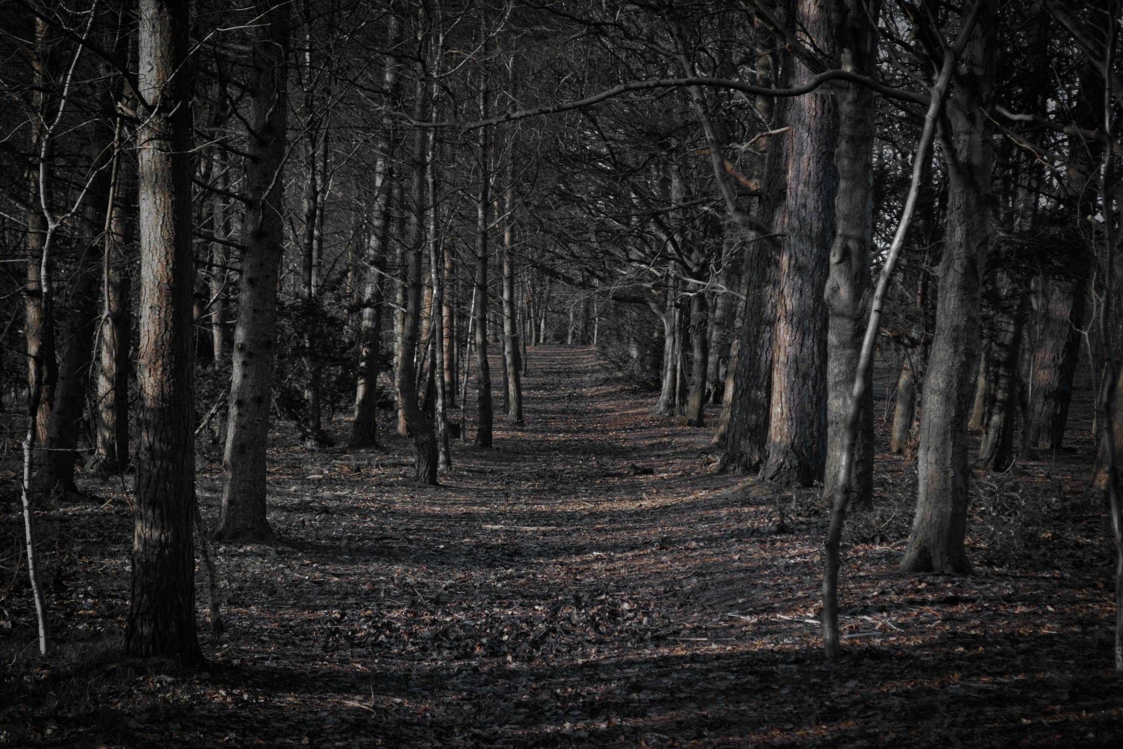 2300x1530 Creepy Forest Wallpaper Free Creepy Forest Background, Desktop