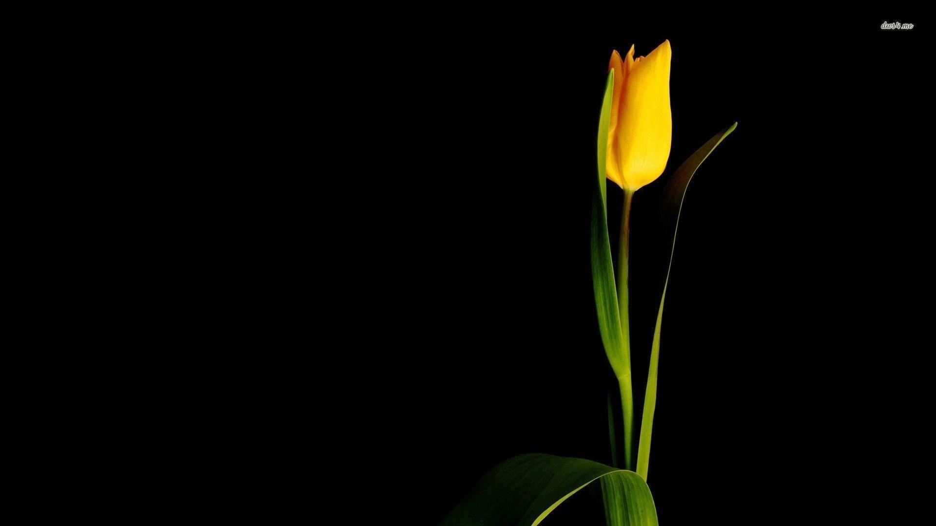 1920x1080 Single yellow tulip wallpaper wallpaper - #, Desktop