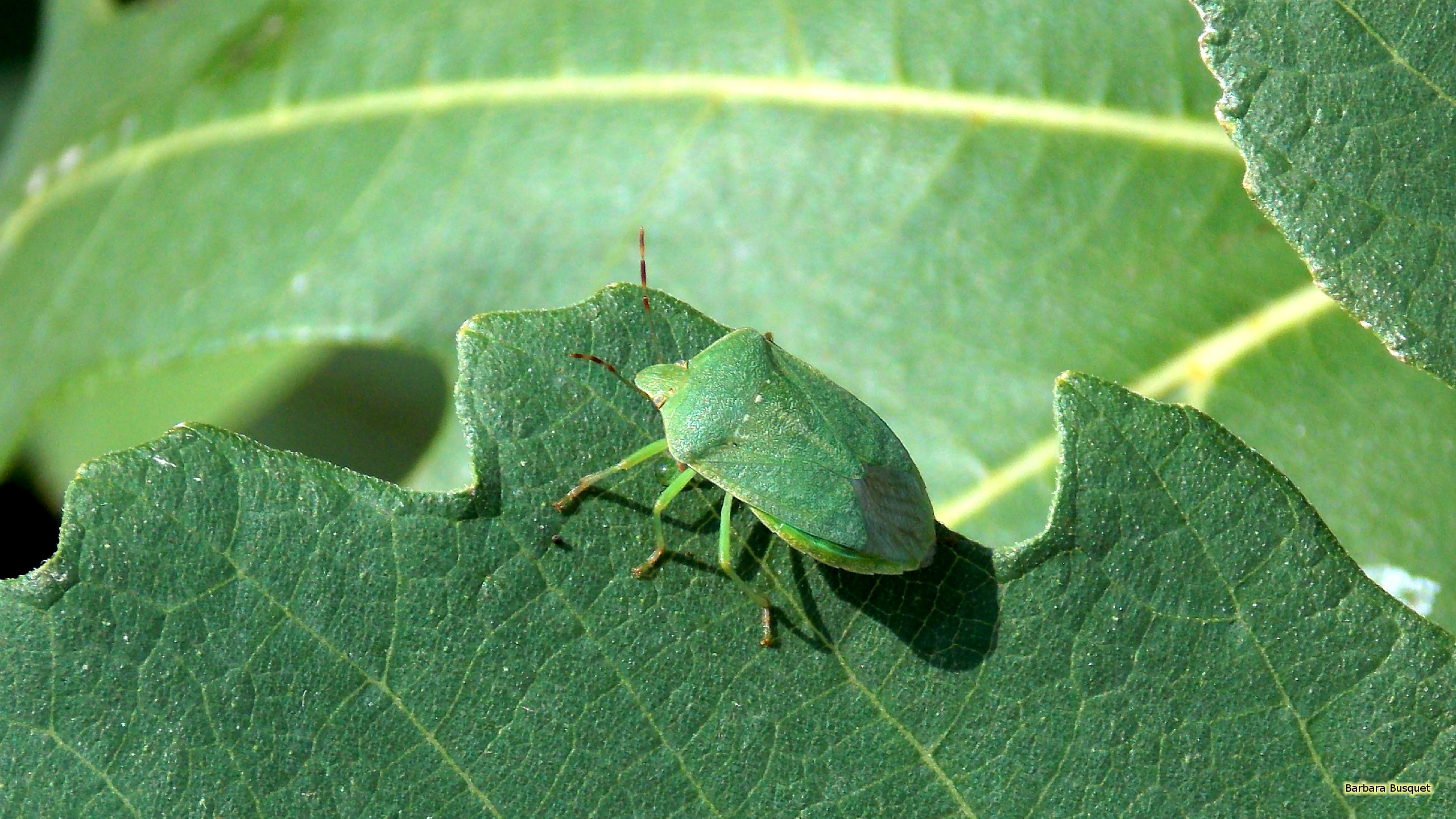 2560x1440 Green shield bug on a leaf HD Wallpaper, Desktop