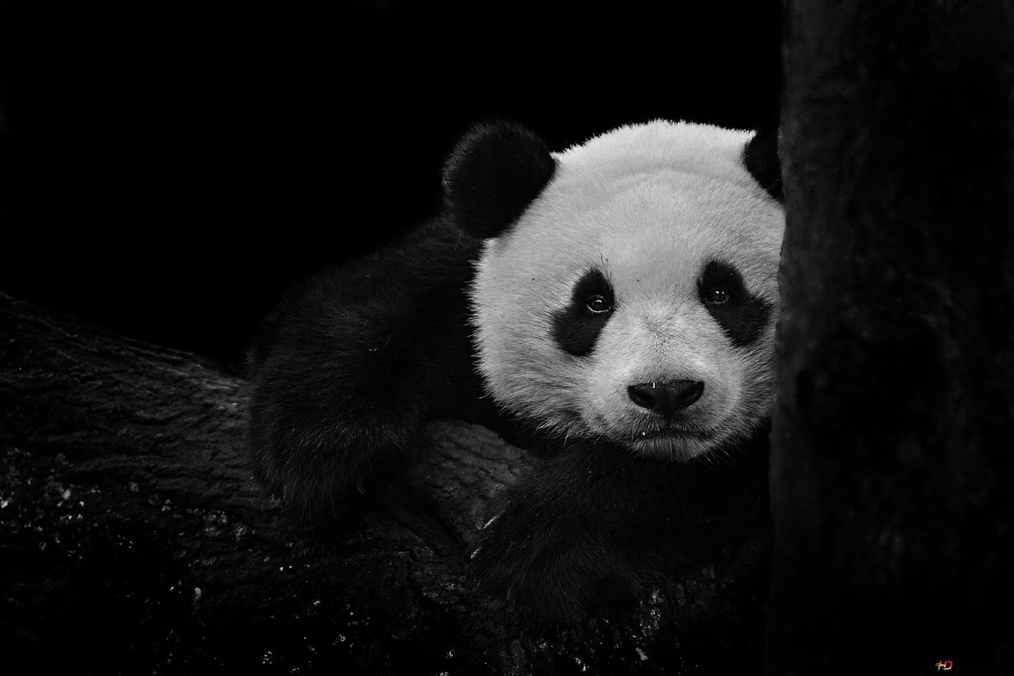 1440x960 Panda black and white HD wallpaper download, Desktop