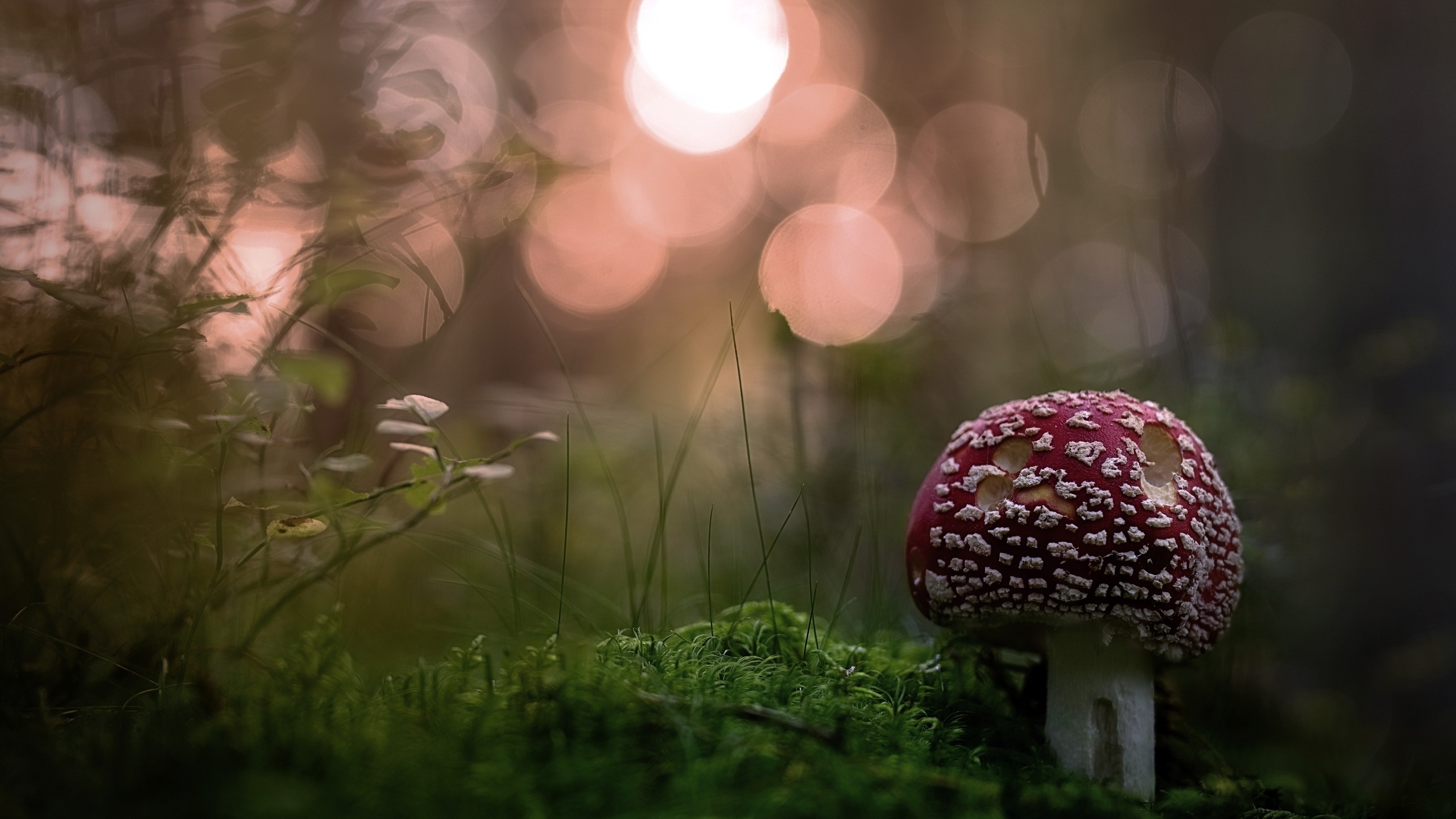 2560x1440 Mushroom 1440P Resolution HD 4k Wallpaper, Image, Background, Photo and Picture, Desktop