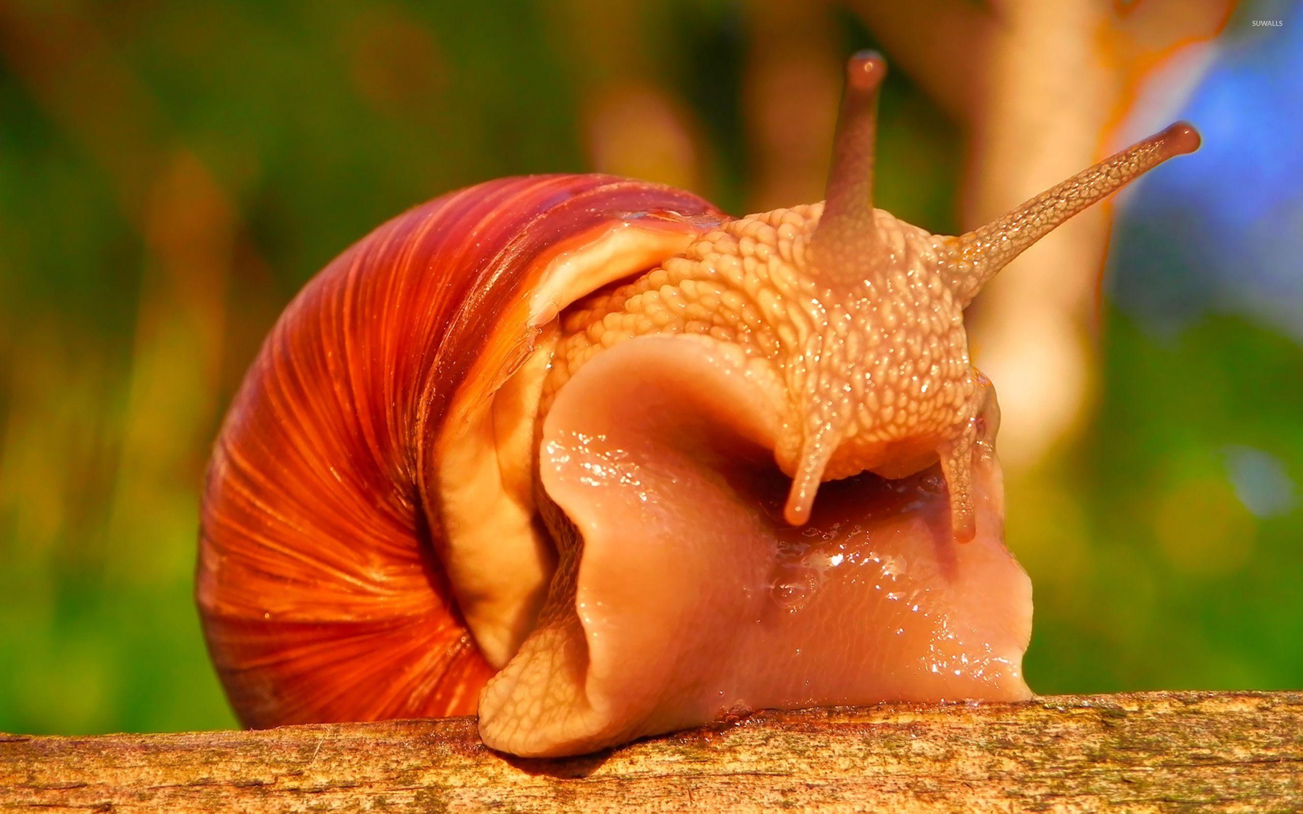 2560x1600 Snail [8] wallpaper wallpaper, Desktop