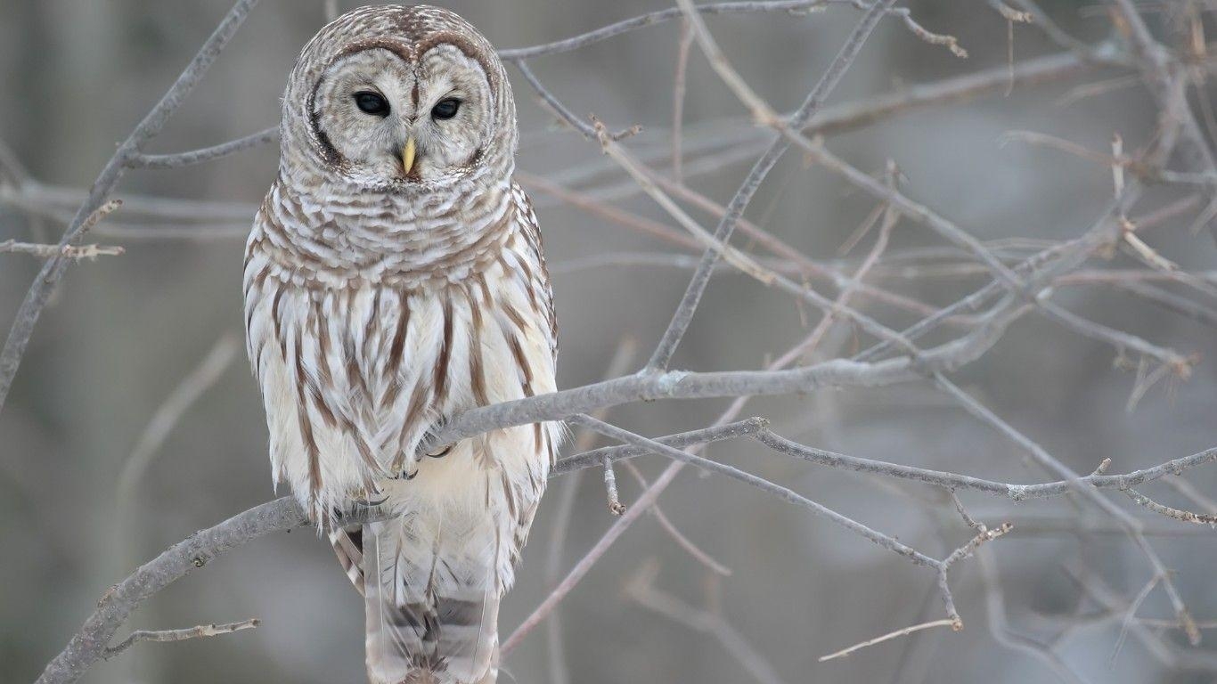 1370x770 White Owl Computer Wallpaper, Desktop Background  Id: 403848, Desktop