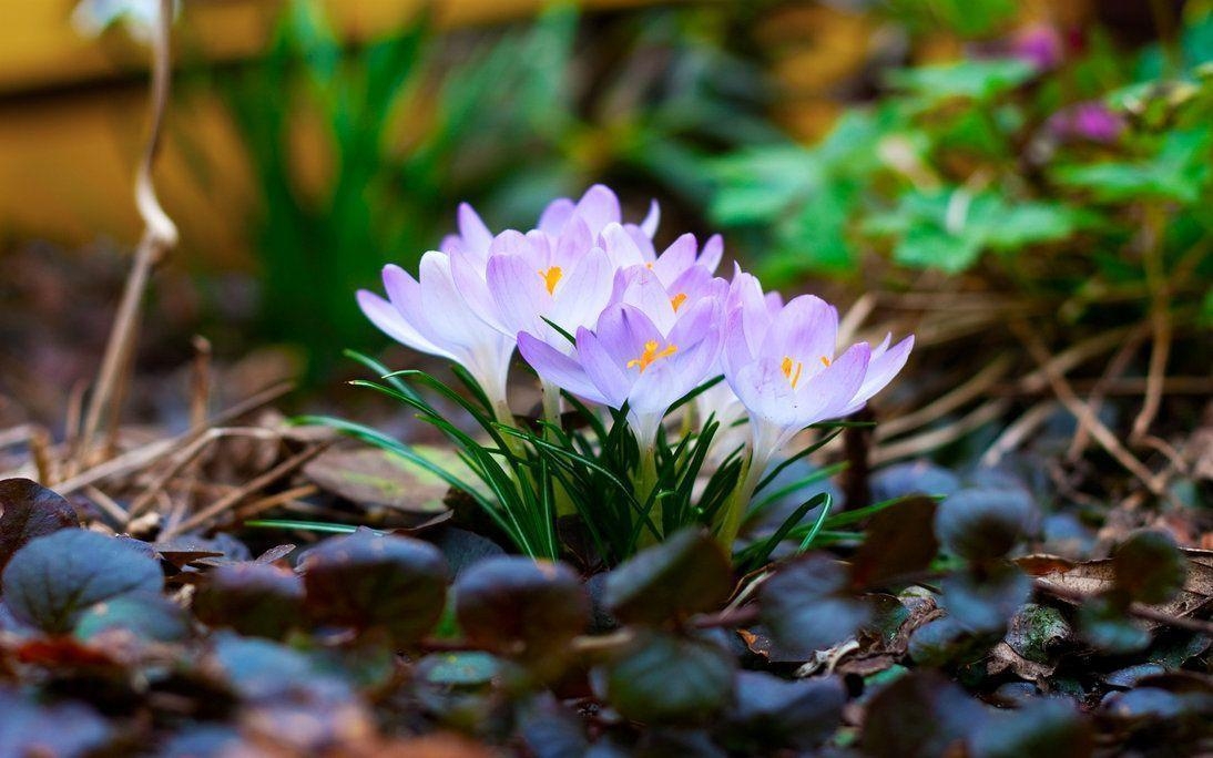 1100x690 Springflowers Wallpaper, Desktop