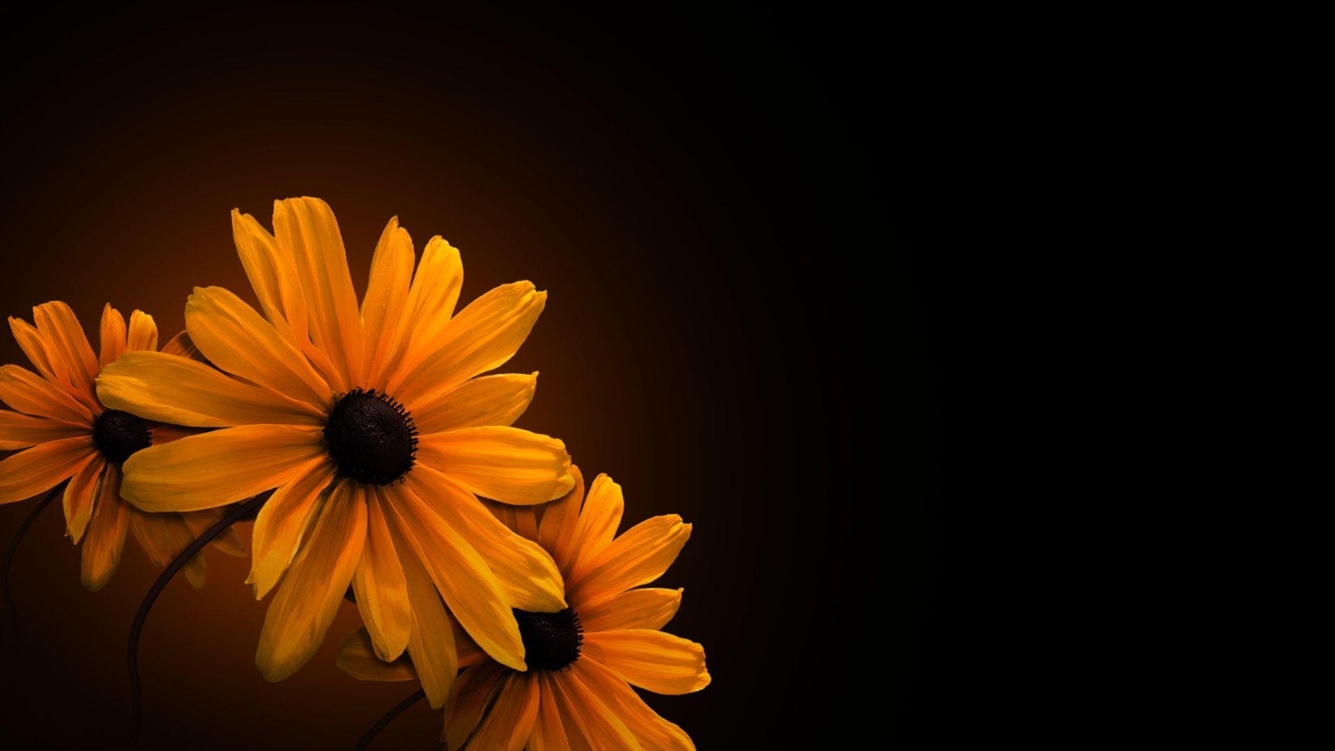 1920x1080 Yellow Flowers with Dark Background Wallpaper, Desktop