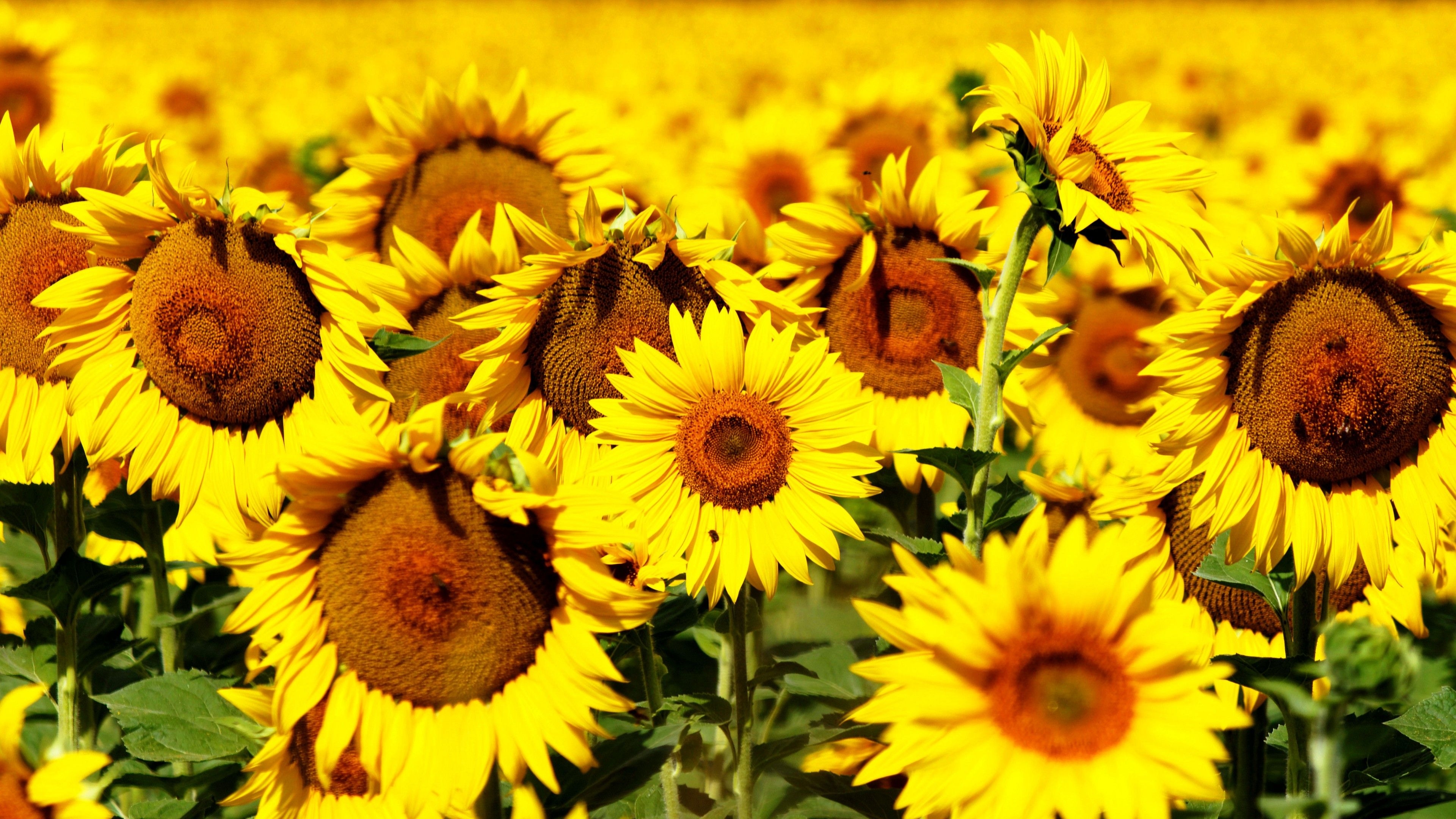 3840x2160 Wallpaper Sunflowers, 5k, 4k wallpaper, 8k, flowers, field, yellow, Nature, Desktop