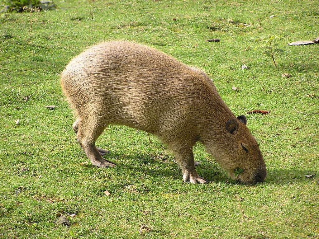 1030x770 Capibara Wallpaper, Desktop