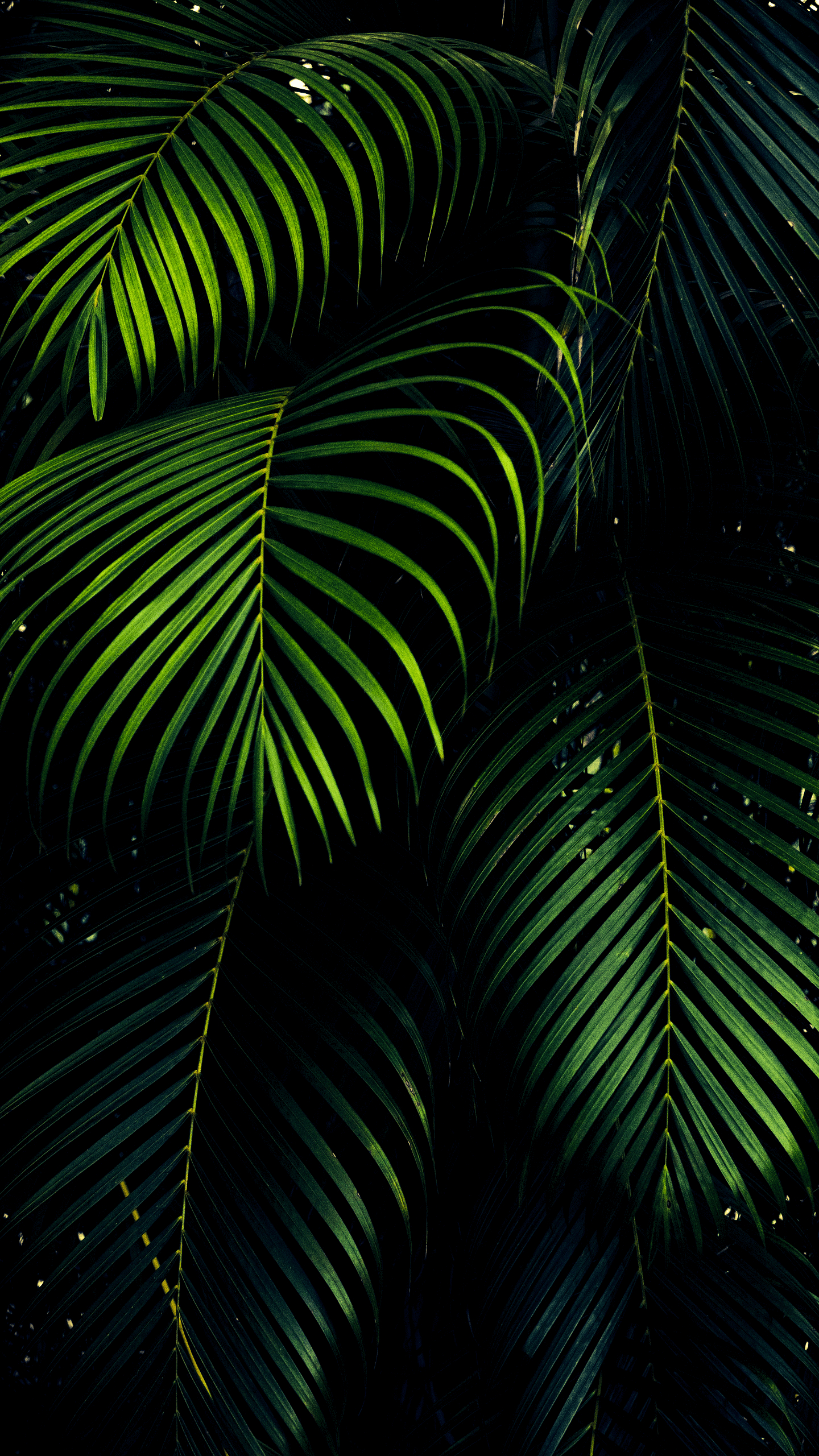 1440x2560 True black and OLED optimized iPhone 11 Pro wallpaper, Phone