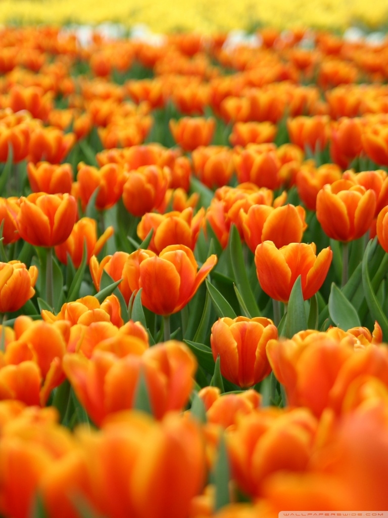 770x1030 Orange Tulips Spring Flowers Ultra HD, Phone