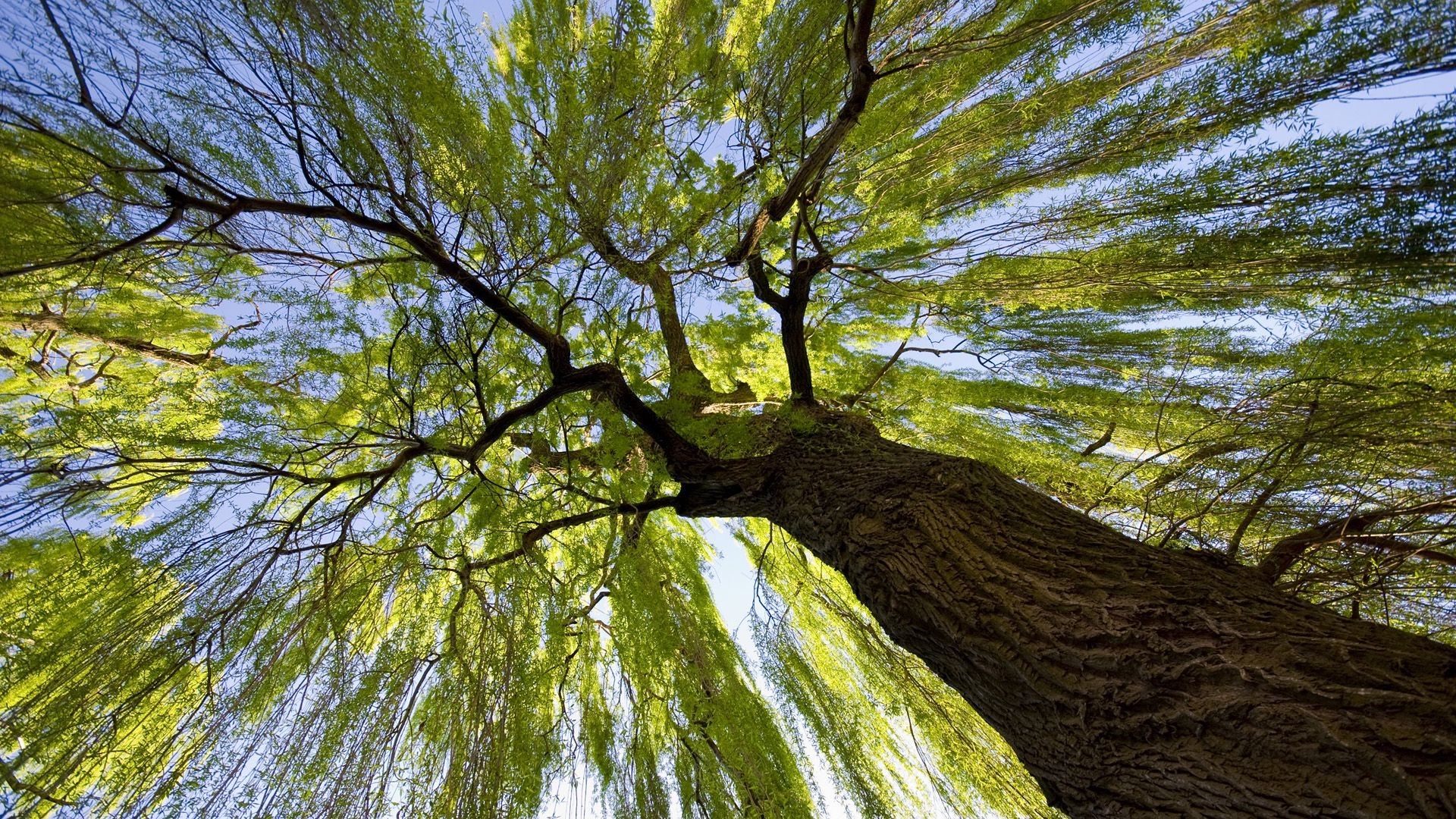 1920x1080 The Majestic Willow Worms Eye View, Desktop