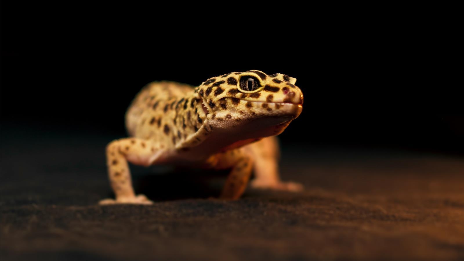 1600x900 Leopard Gecko Wallpaper. Leopard Gecko Background, Desktop