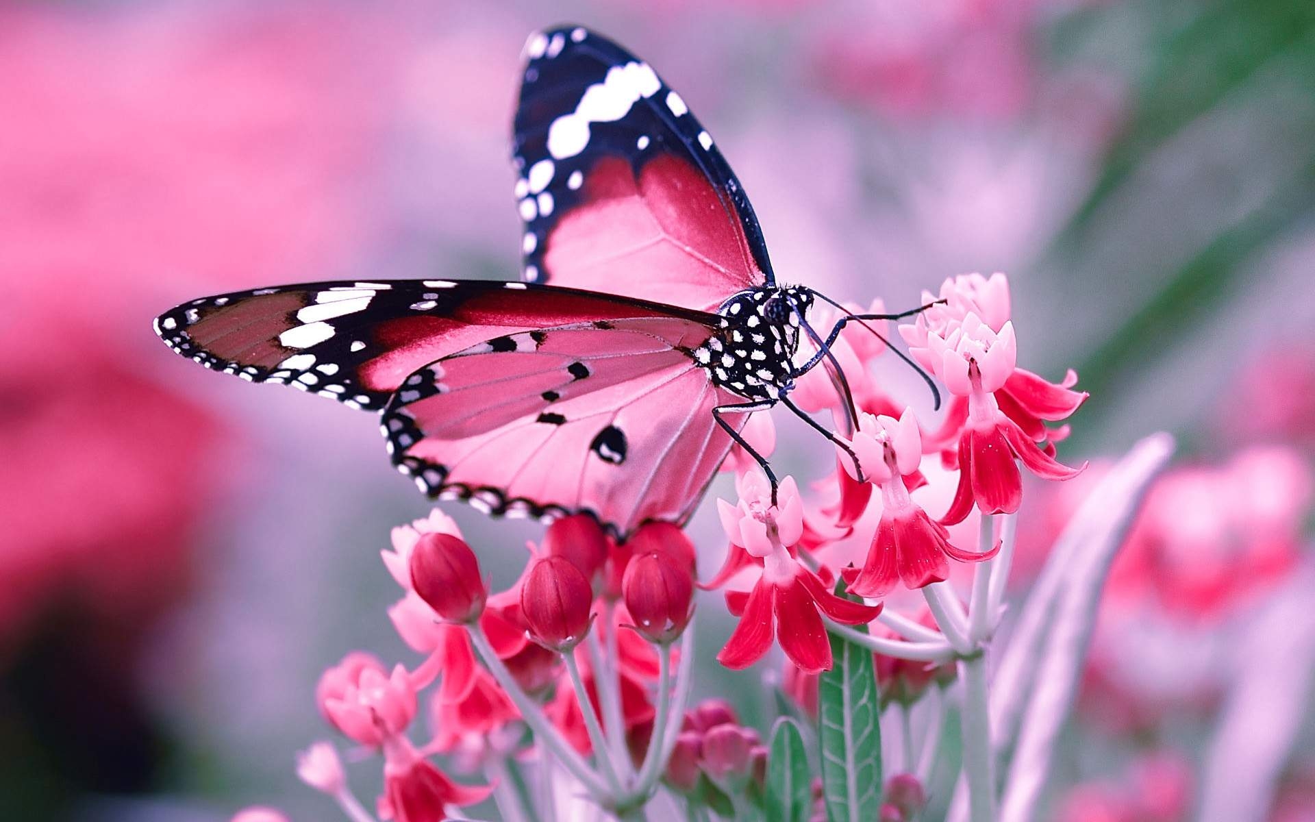 1920x1200 Pink Butterfly, Desktop