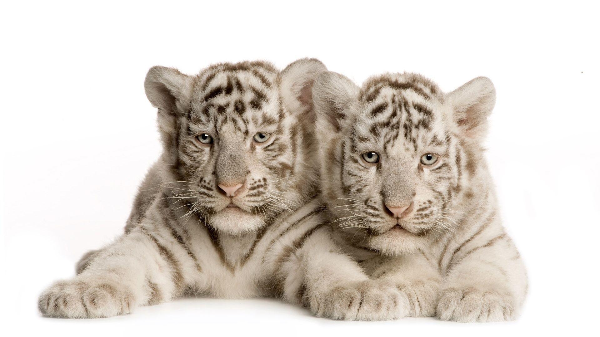 1920x1080 Wallpaper For > White Tiger Cubs Wallpaper In Snow, Desktop