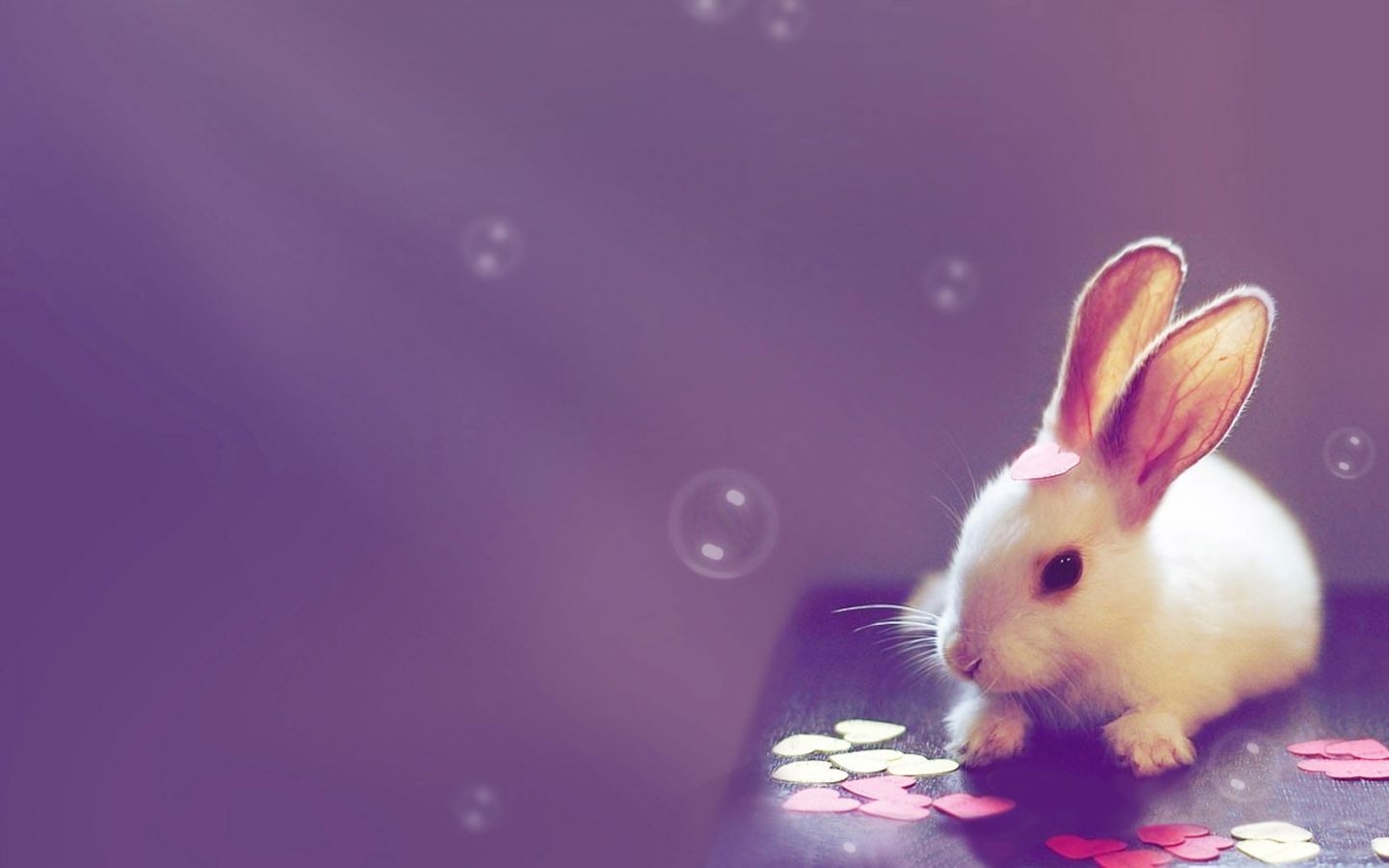 1440x900 Cute Bunny Wallpaper 41760  px. Cute bunny picture, Rabbit wallpaper, Cute computer background, Desktop