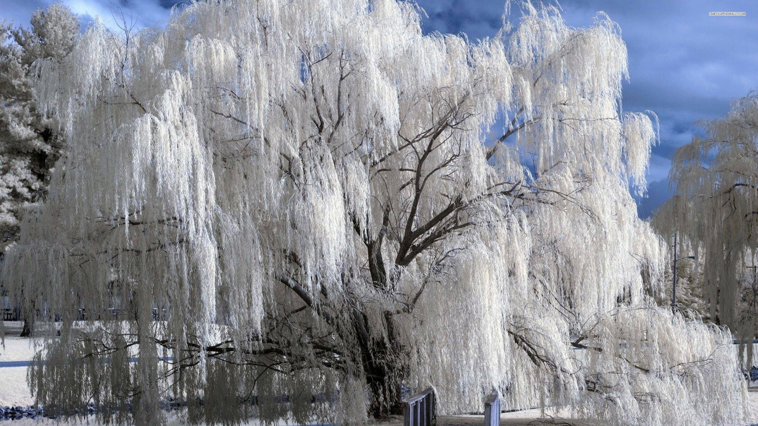 2560x1440 Snowy weeping willow wallpaper #. Tree winter wallpaper, Winter trees, Winter wallpaper, Desktop