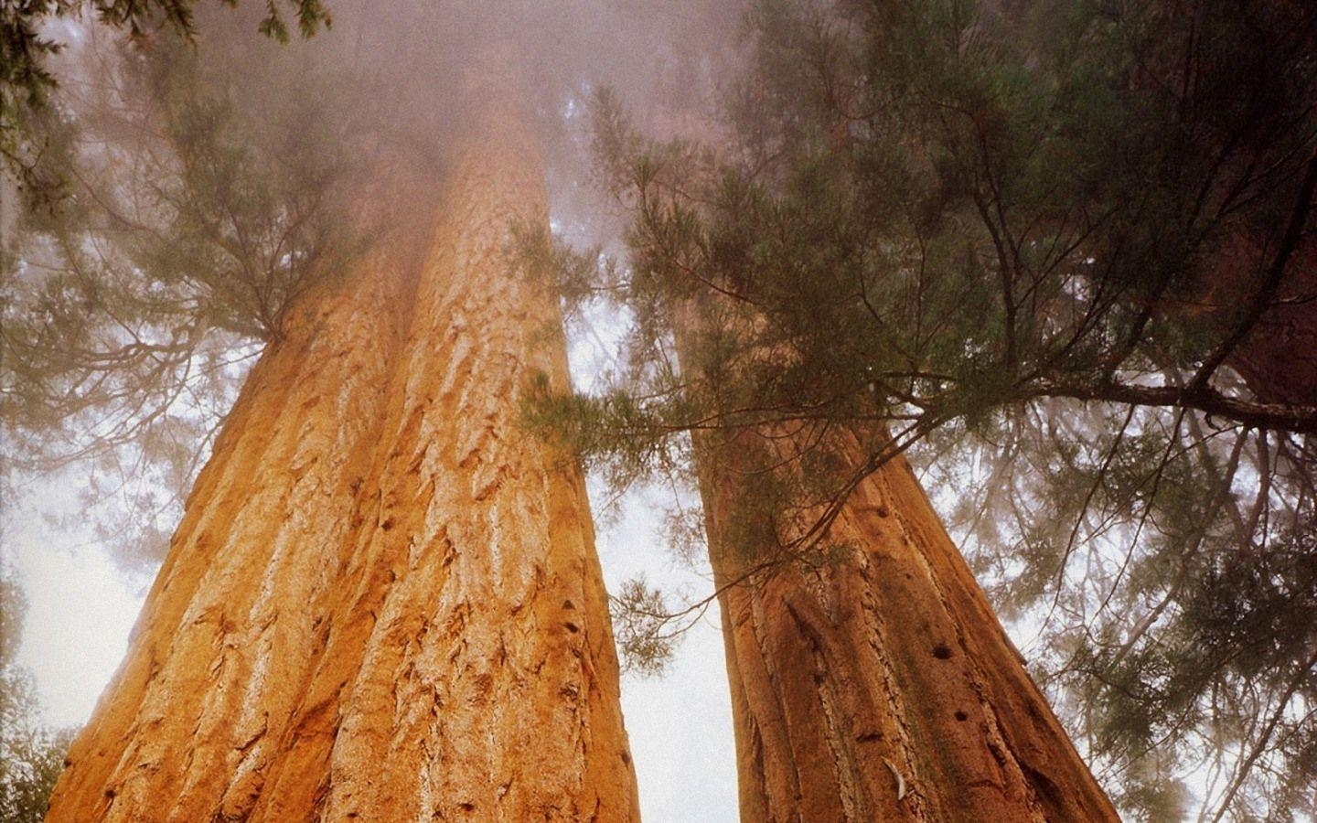 1440x900 Sequoia National Park Wallpaper, Top Ranked Sequoia National, Desktop